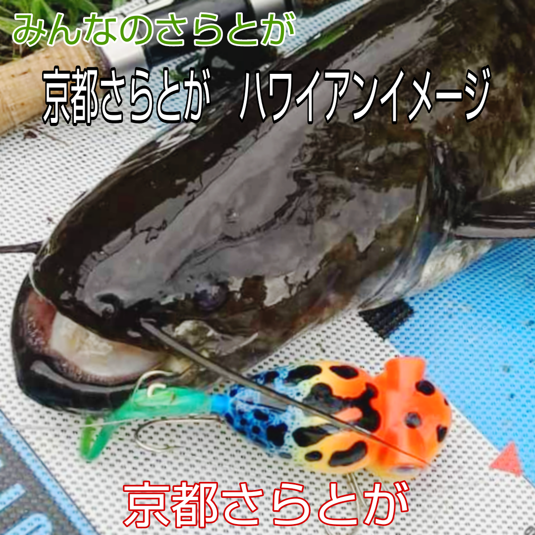 みんなのさらとが　9月24日更新