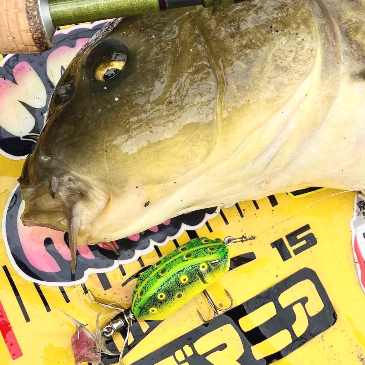 さらとが通信9月3日更新