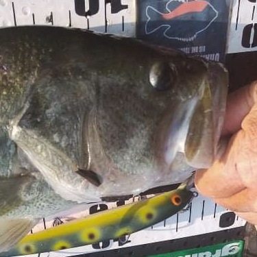 さらとが通信(みんなのさらとが)7月14日更新