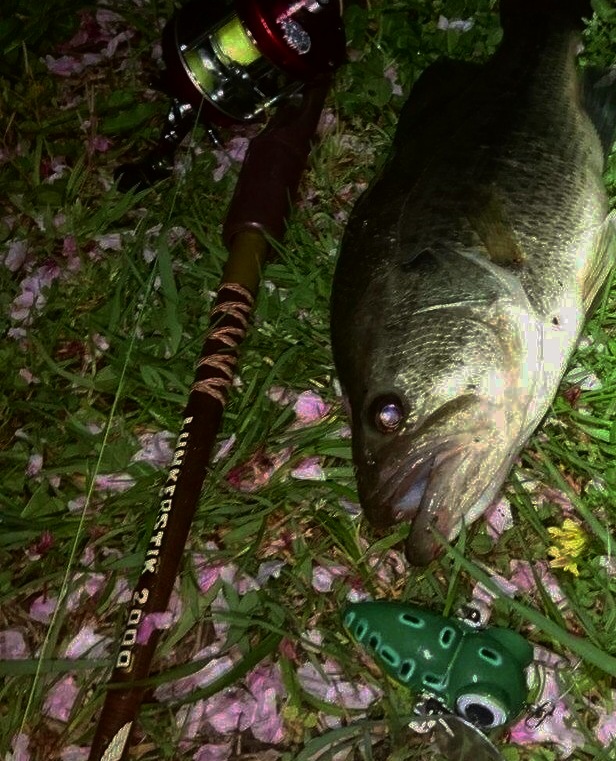 みんなのさらとが 4月7日更新