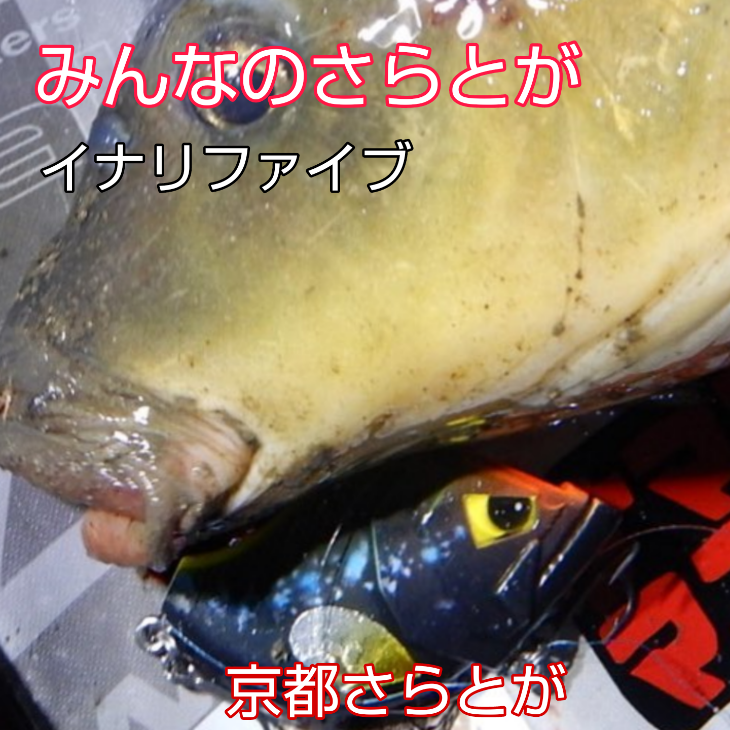 みんなのさらとが2月24日更新