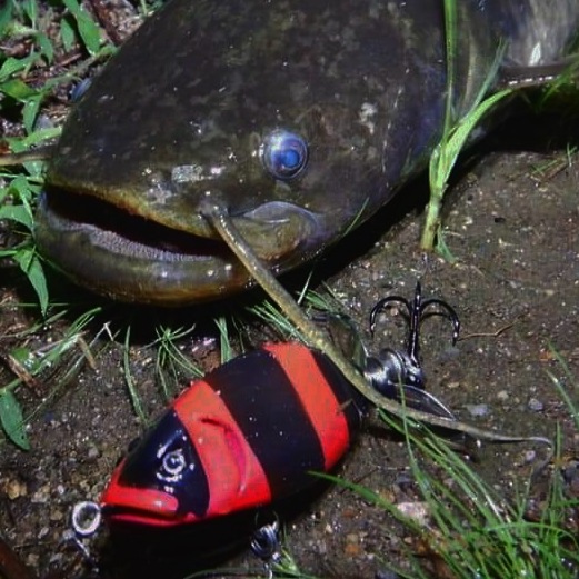 さらとが通信(みんなのさらとが)7月9日更新