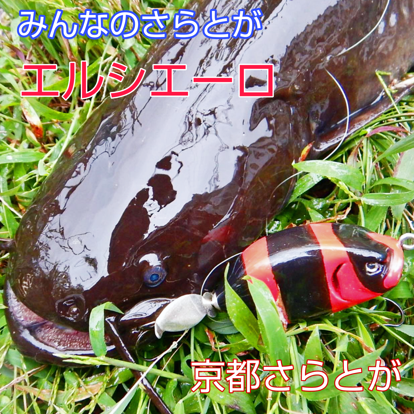 さらとが通信9月17日更新