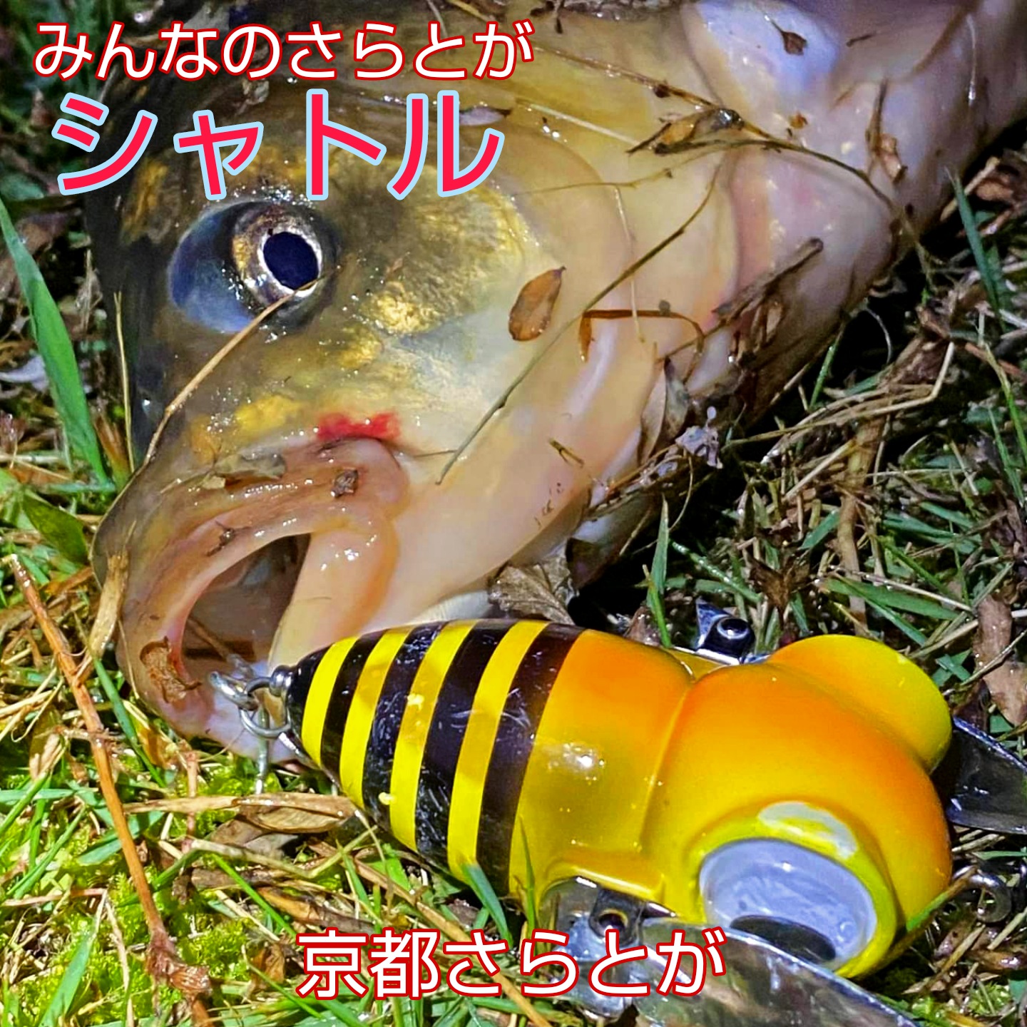 みんなのさらとが10月7日更新