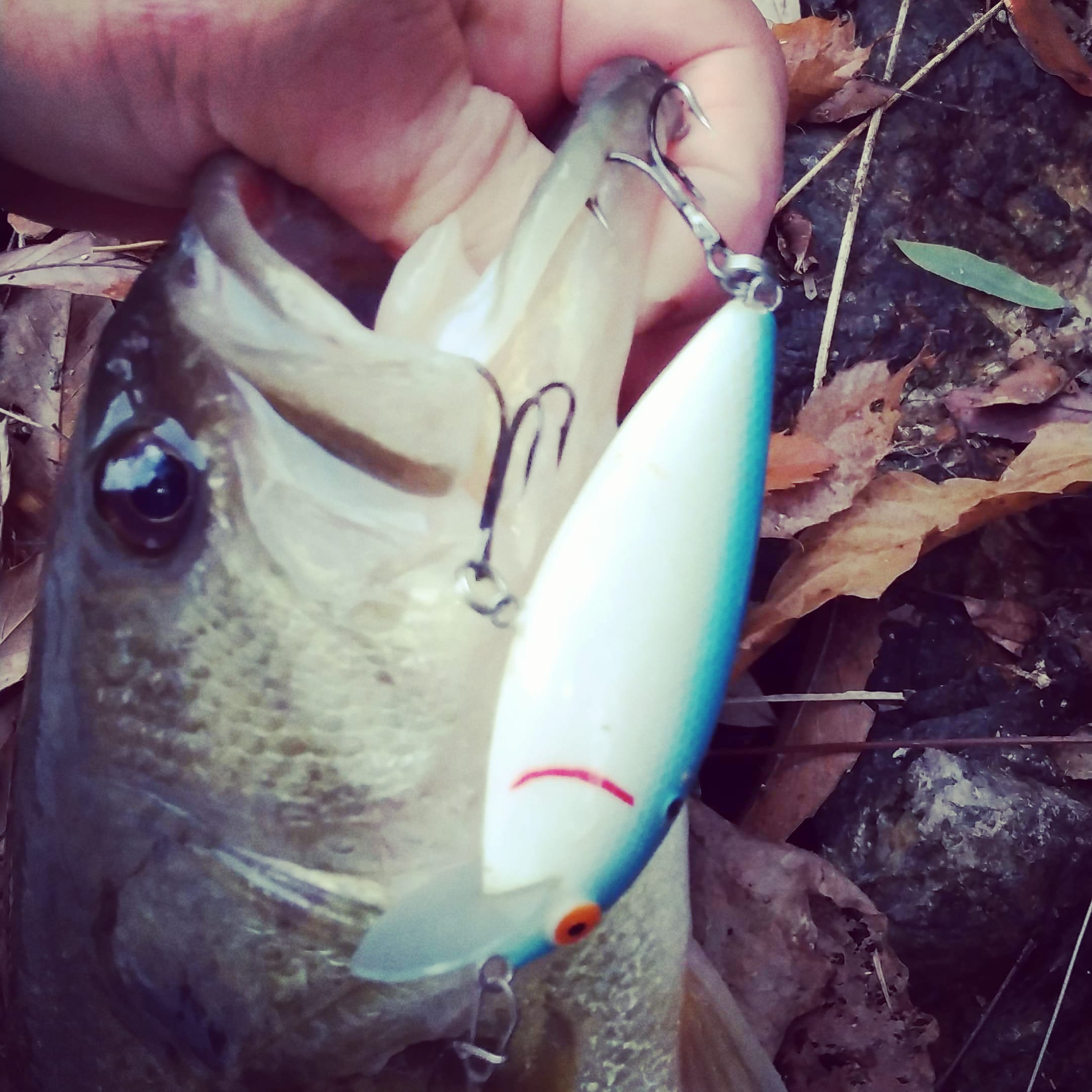 さらとが通信2月17日更新