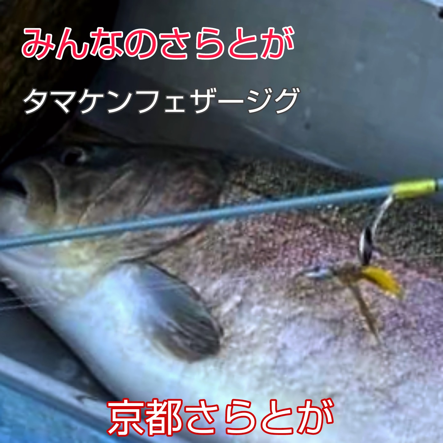 みんなのさらとが2月15日更新