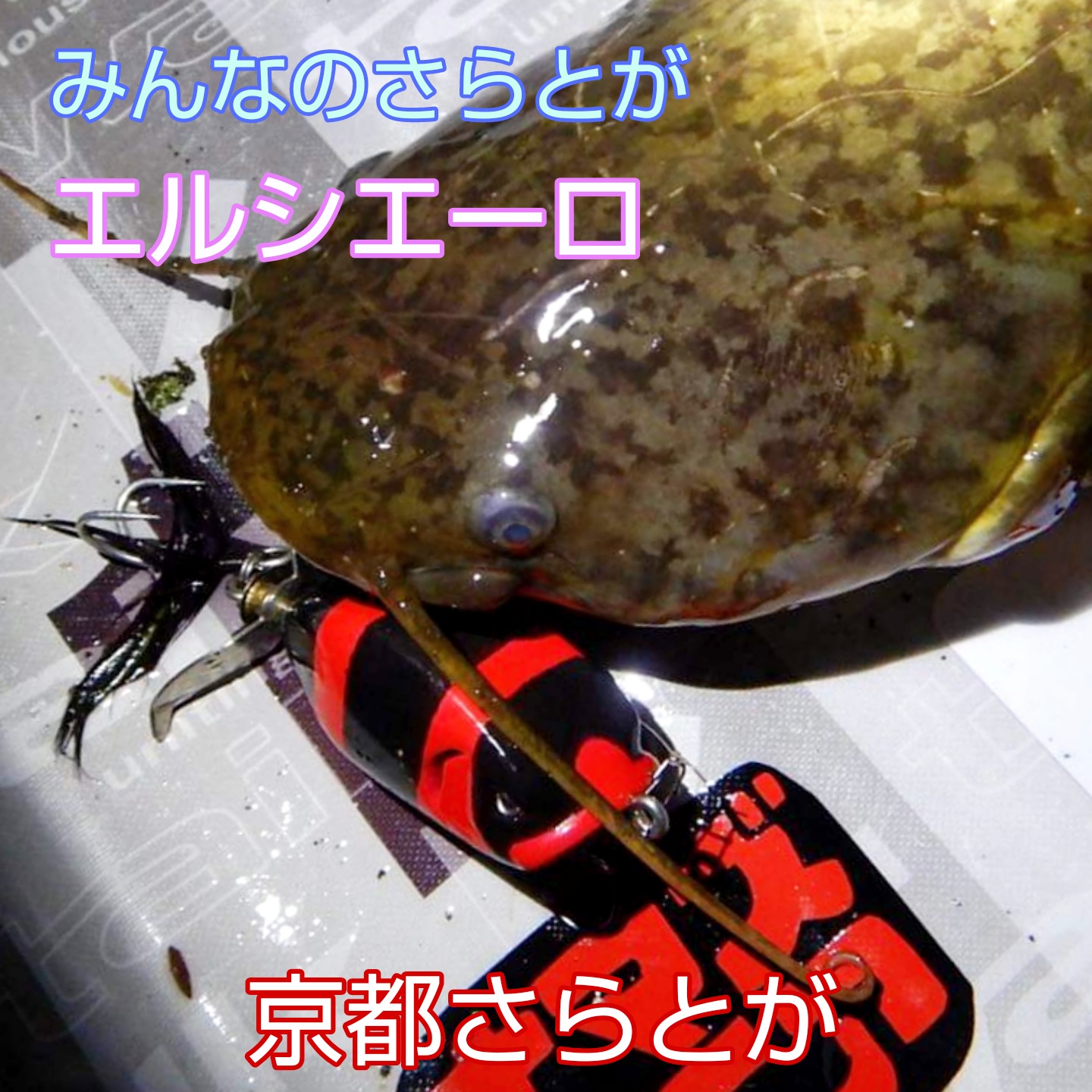 みんなのさらとが2月28日更新