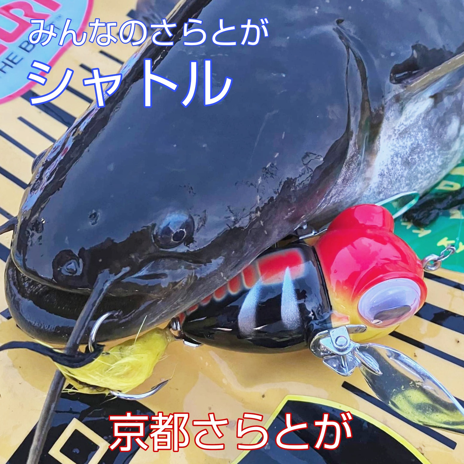 みんなのさらとが5月18日更新