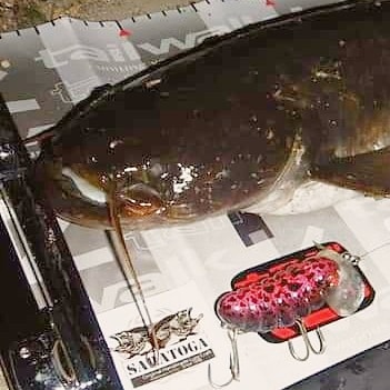 さらとが通信3月28日更新