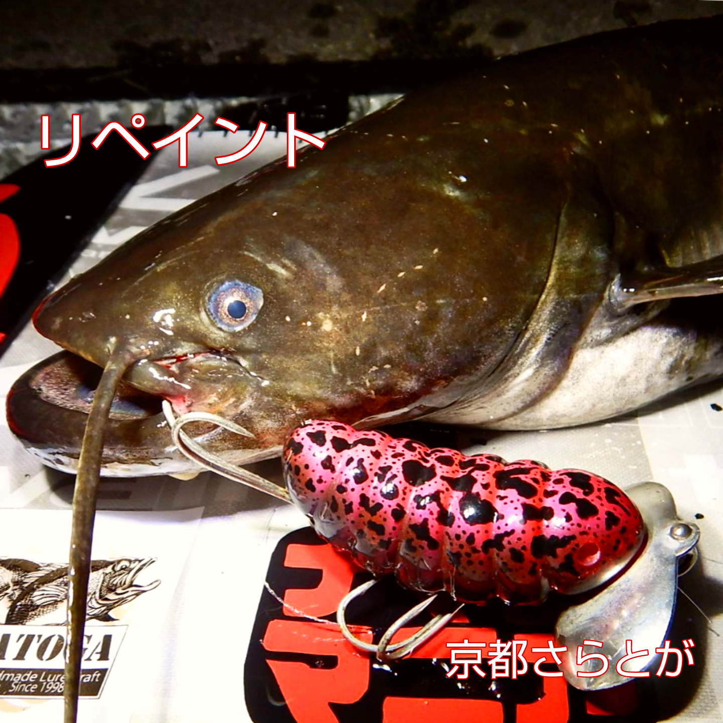 みんなのさらとが9月8日更新