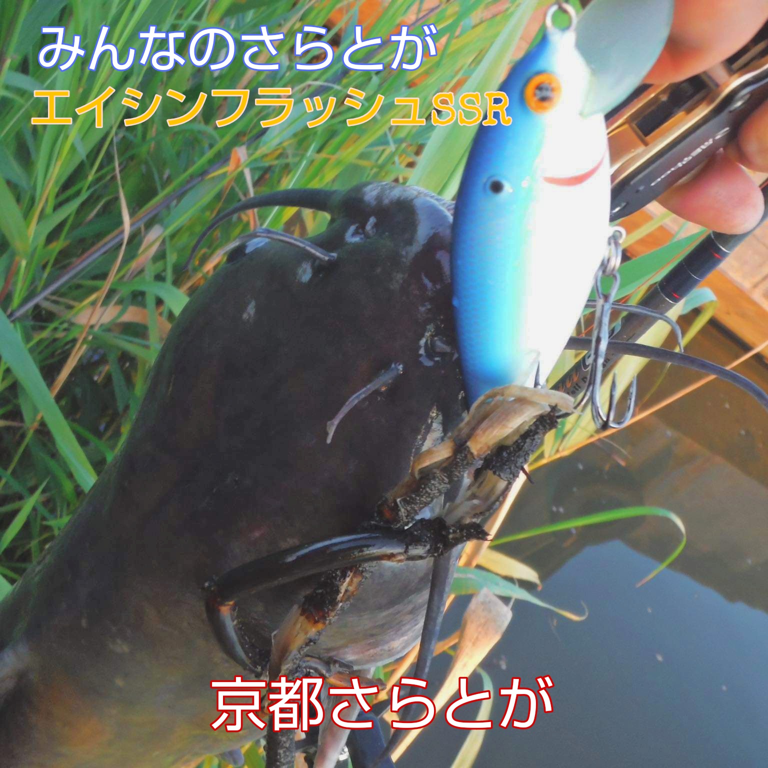 みんなのさらとが5月28日更新