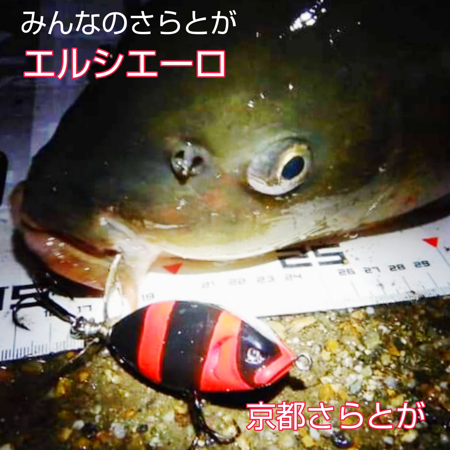 さらとが通信(みんなのさらとが)8月16日更新