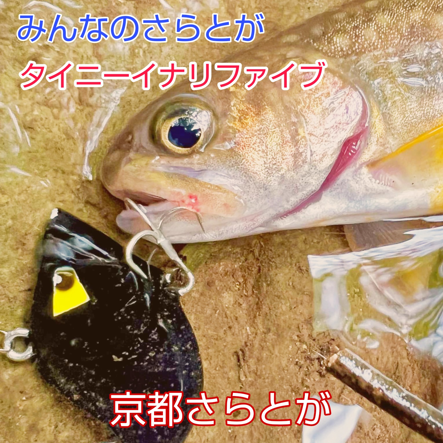 みんなのさらとが4月24日更新