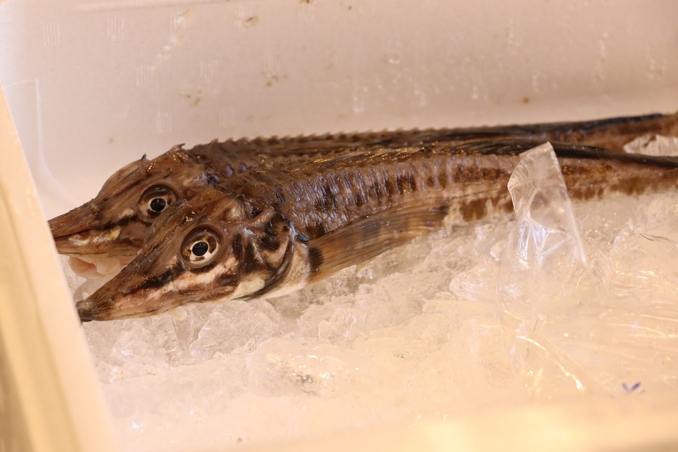 北海道の魚、八角って、知ってますか？本名はトクビレと言います。