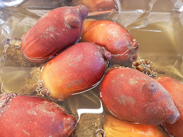 北海道根室産のホヤは肉厚で、とても綺麗なオレンジ色の身は旨味の塊です！
