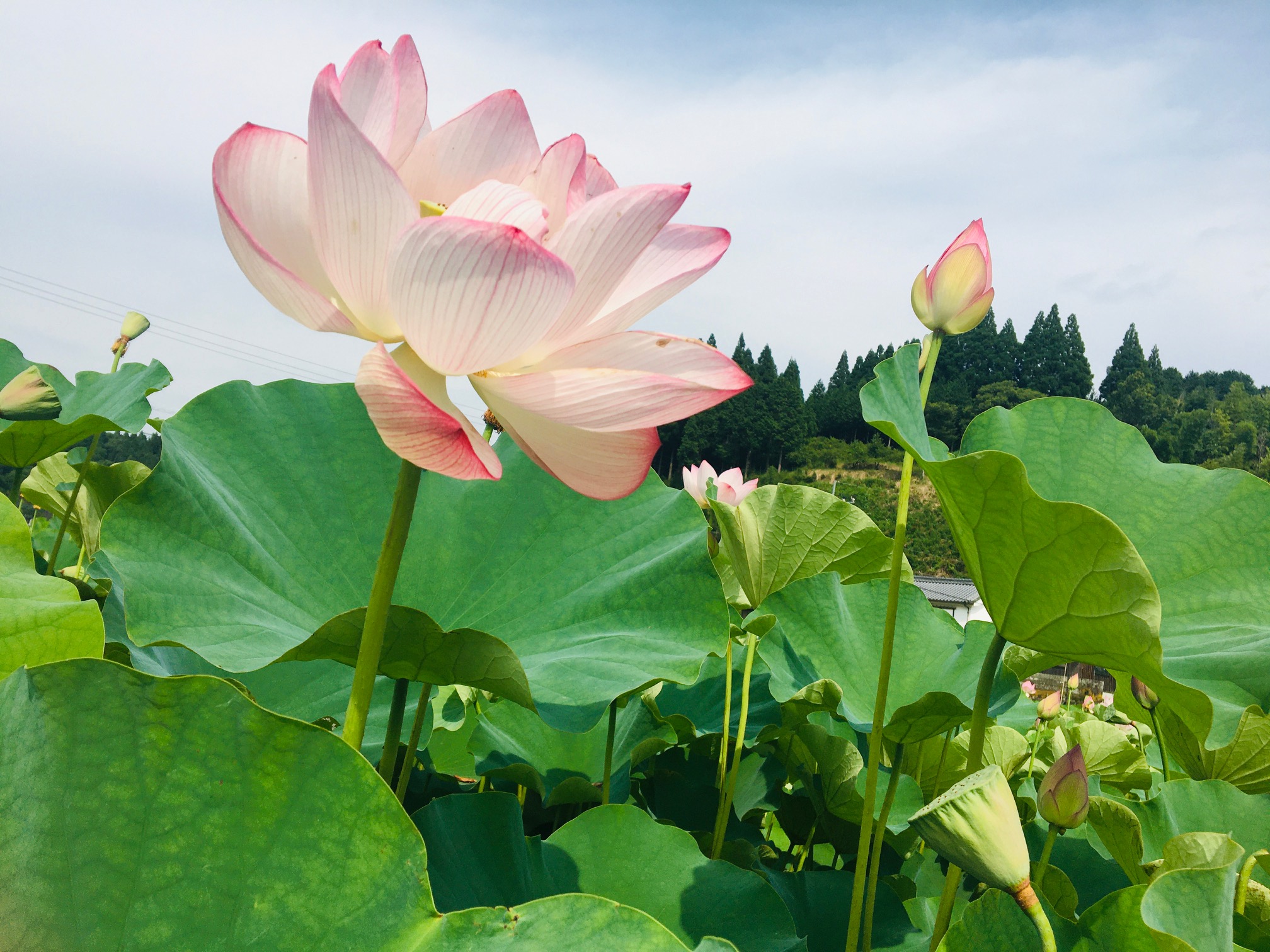 大分の美しい風景に出会いました