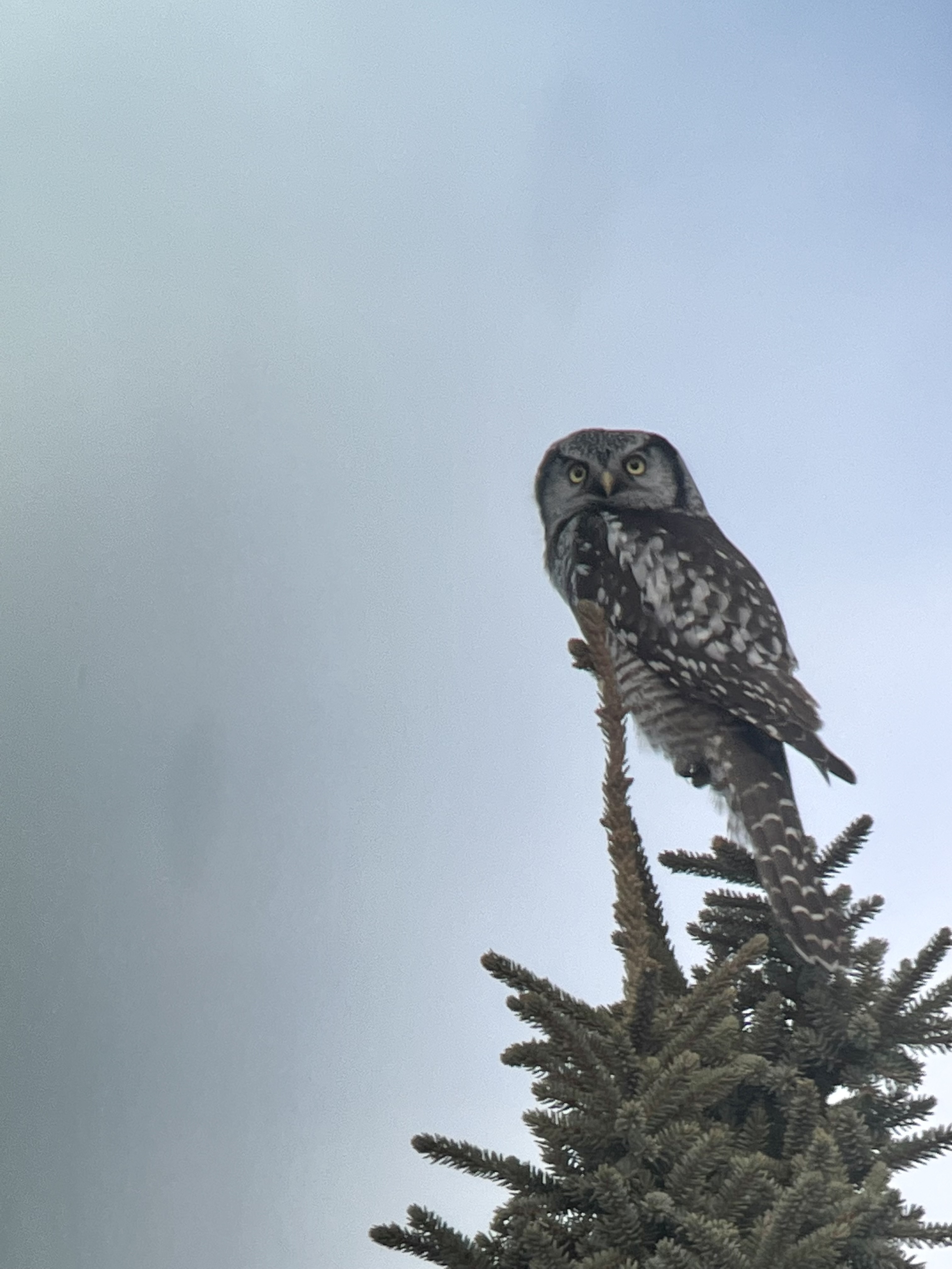 フクロウの思い出