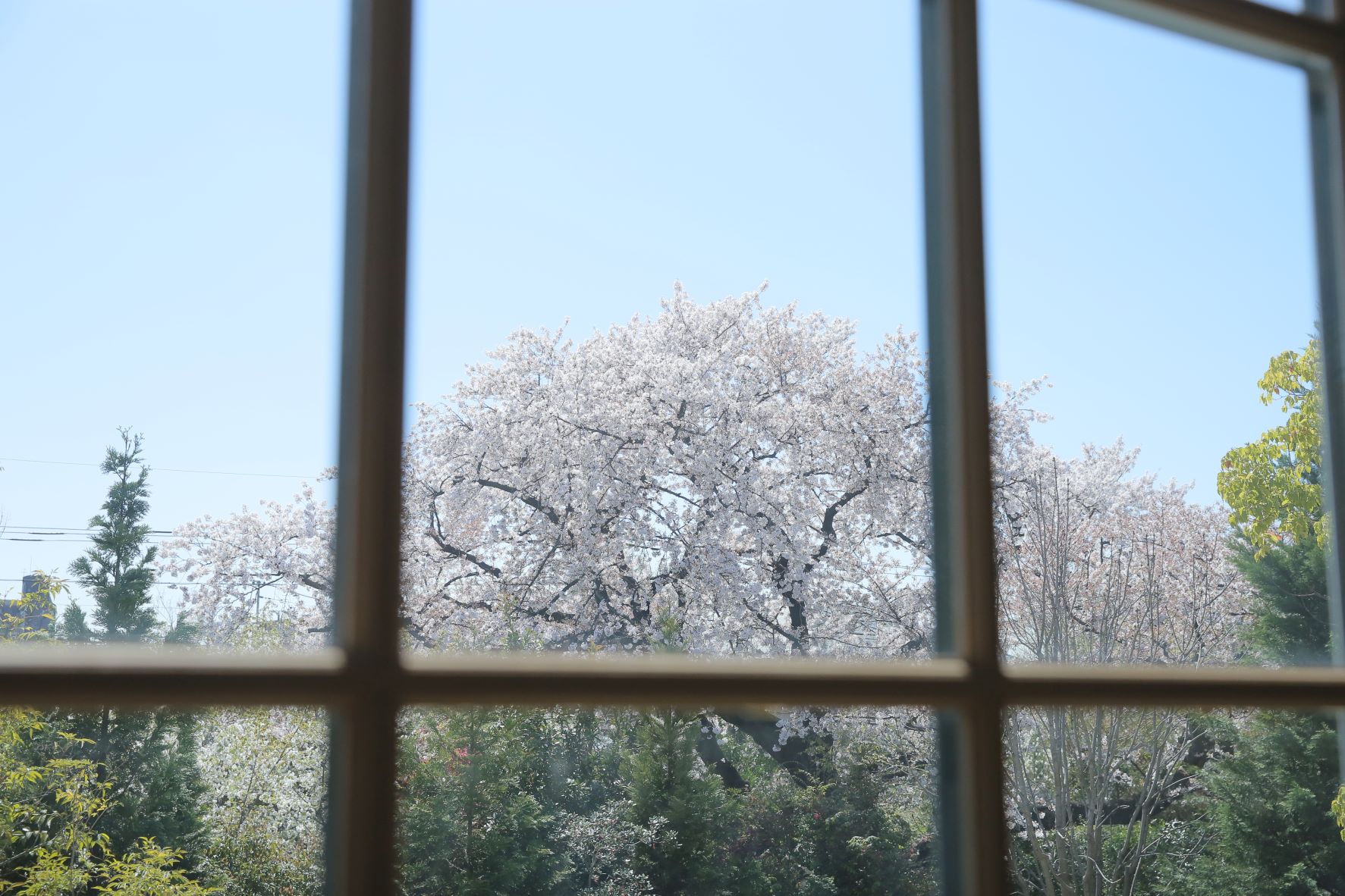 2022年4月の営業日・SAKURA Lunch ＆ Dinnerについて