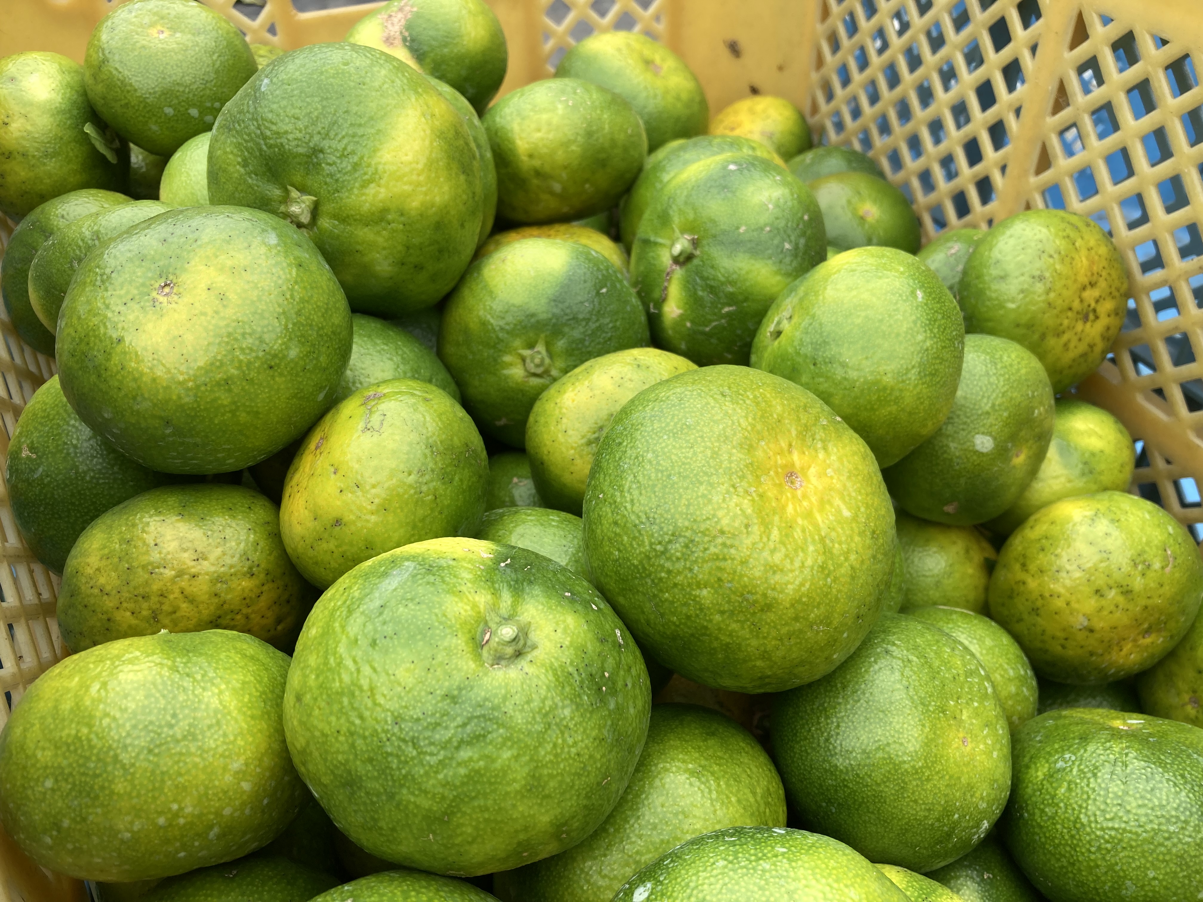 極早生みかん、はじめました