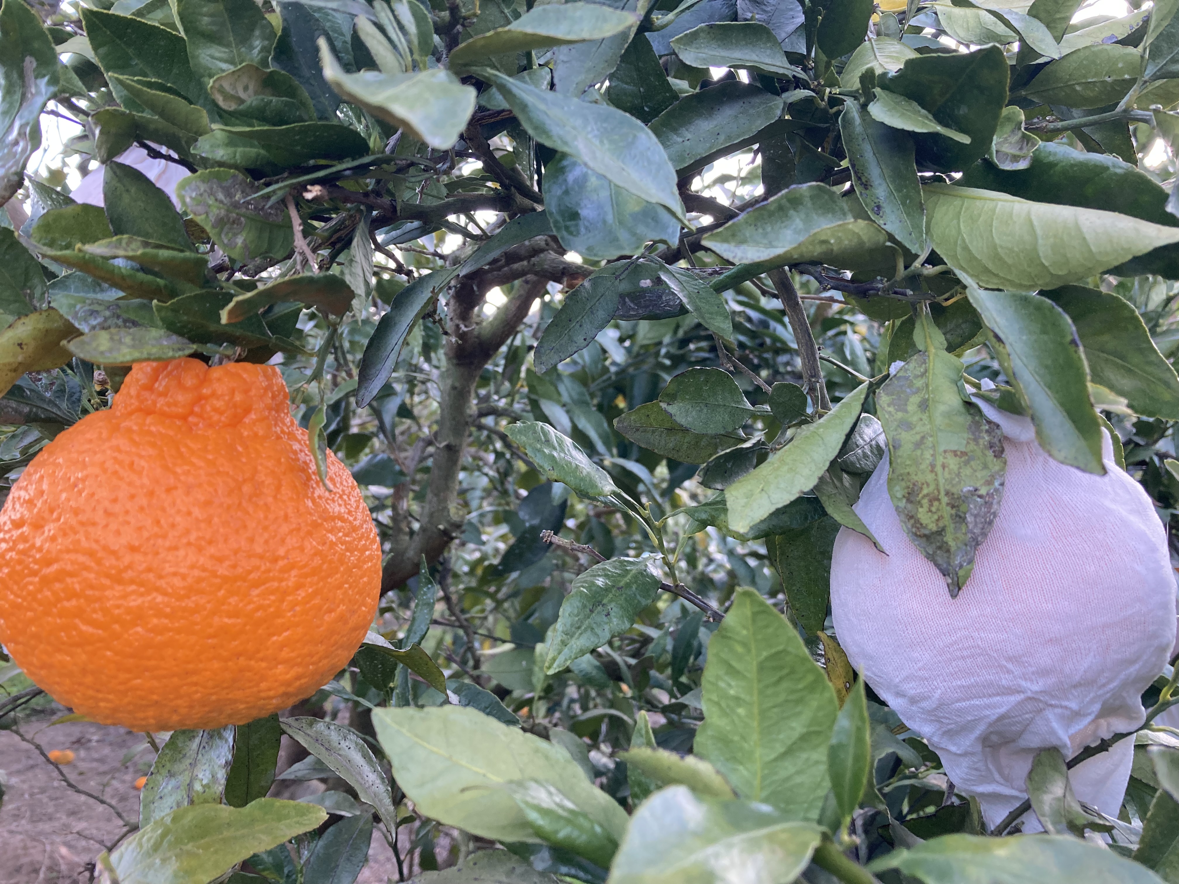 不知火の収穫を始めました