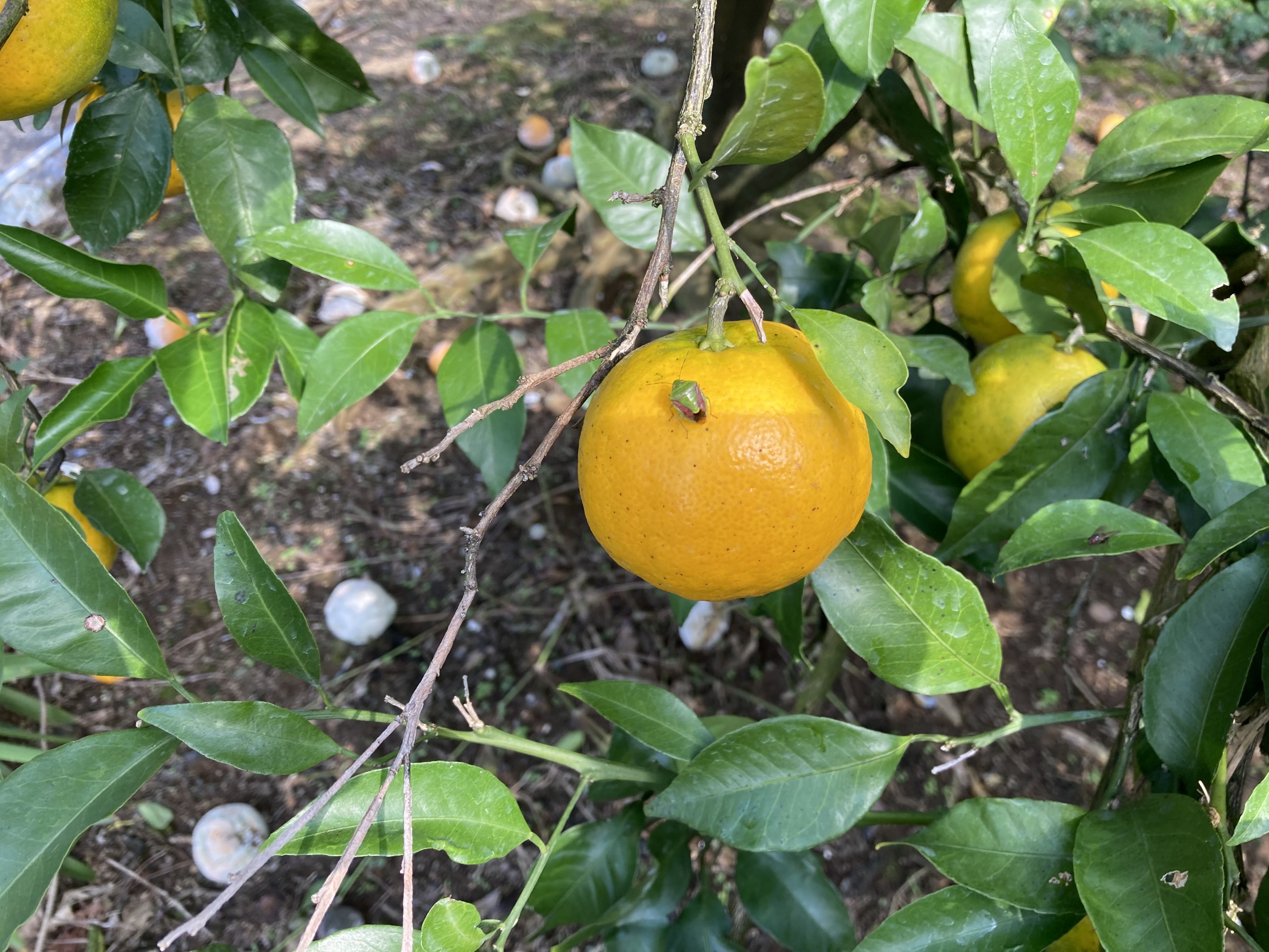 カメムシにご注意