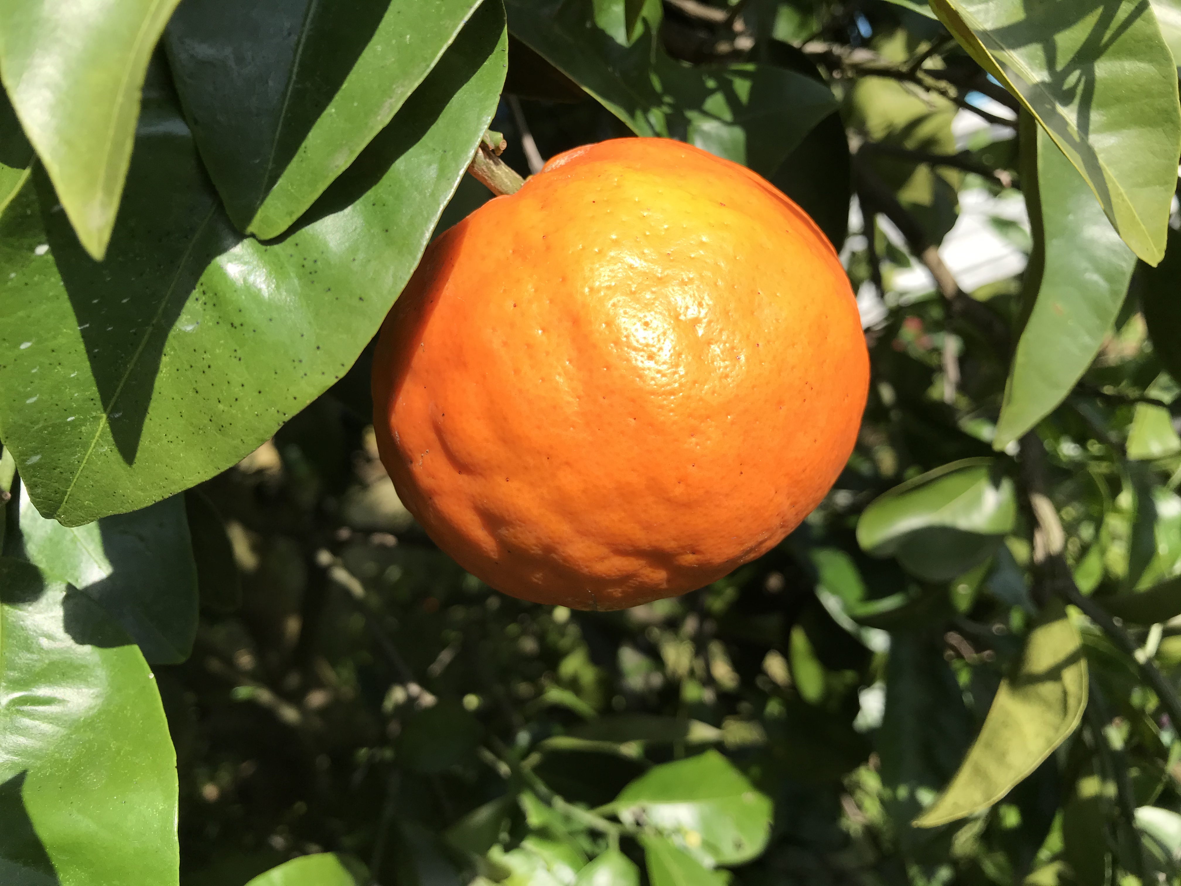 果汁たっぷりセミノール