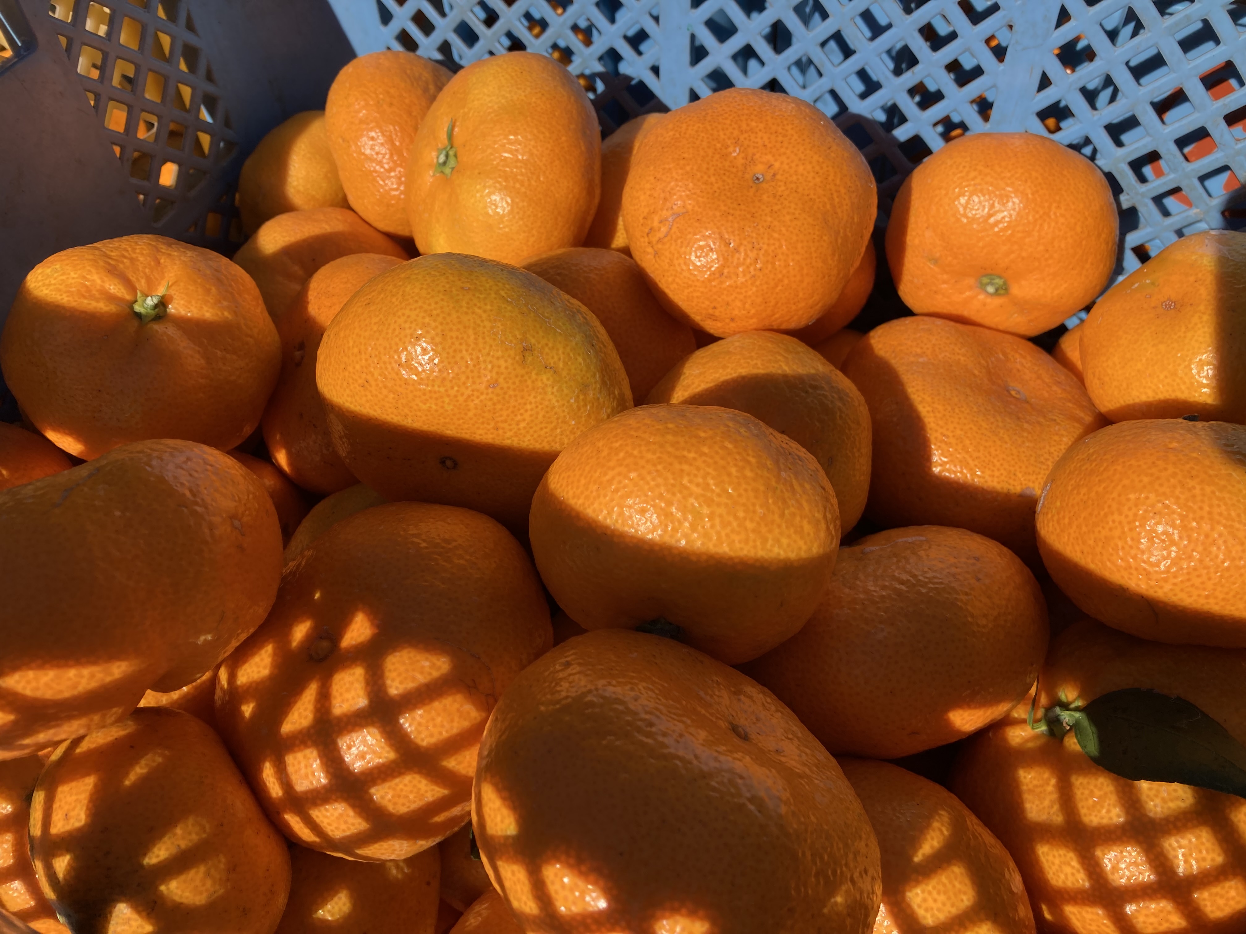 お歳暮に向けて