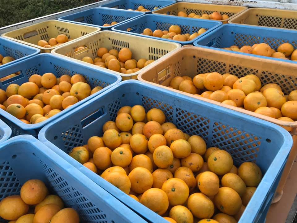 早生みかんの販売中！
