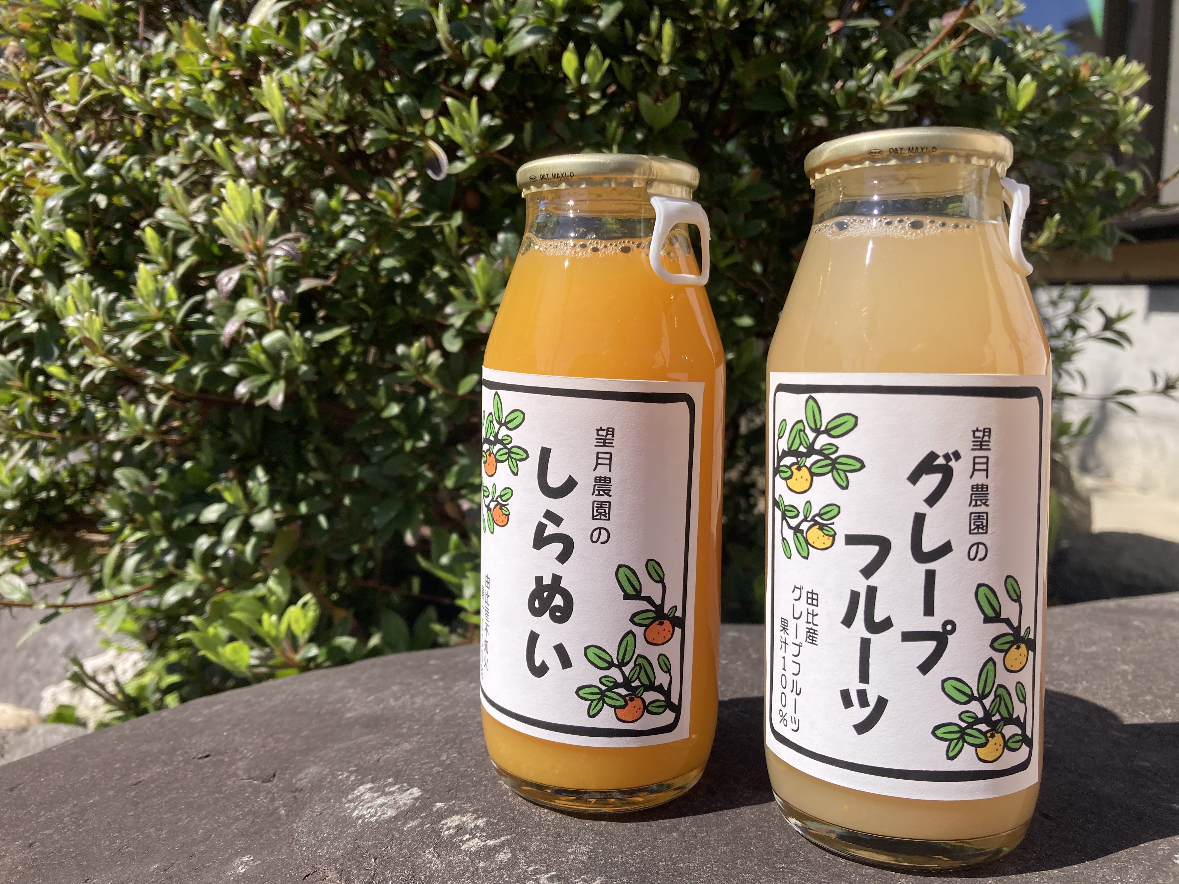 新たな仲間登場