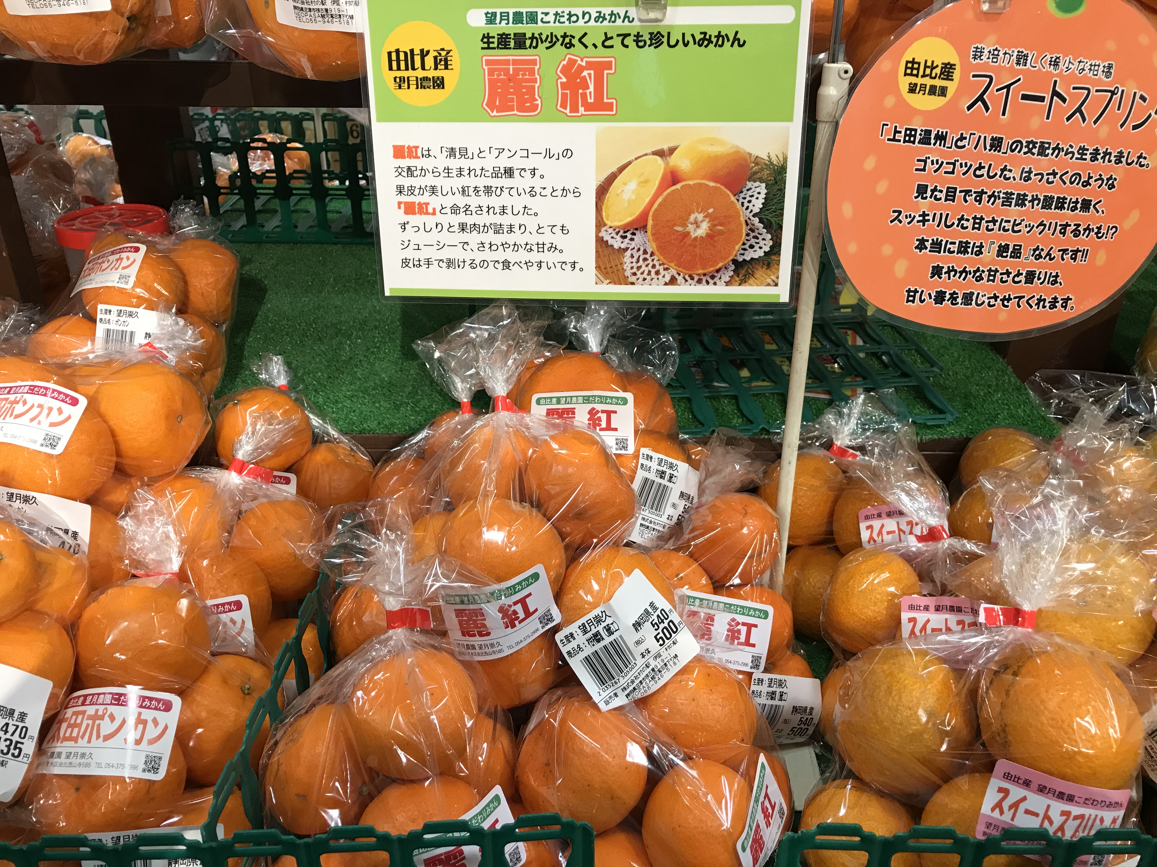麗紅販売中！