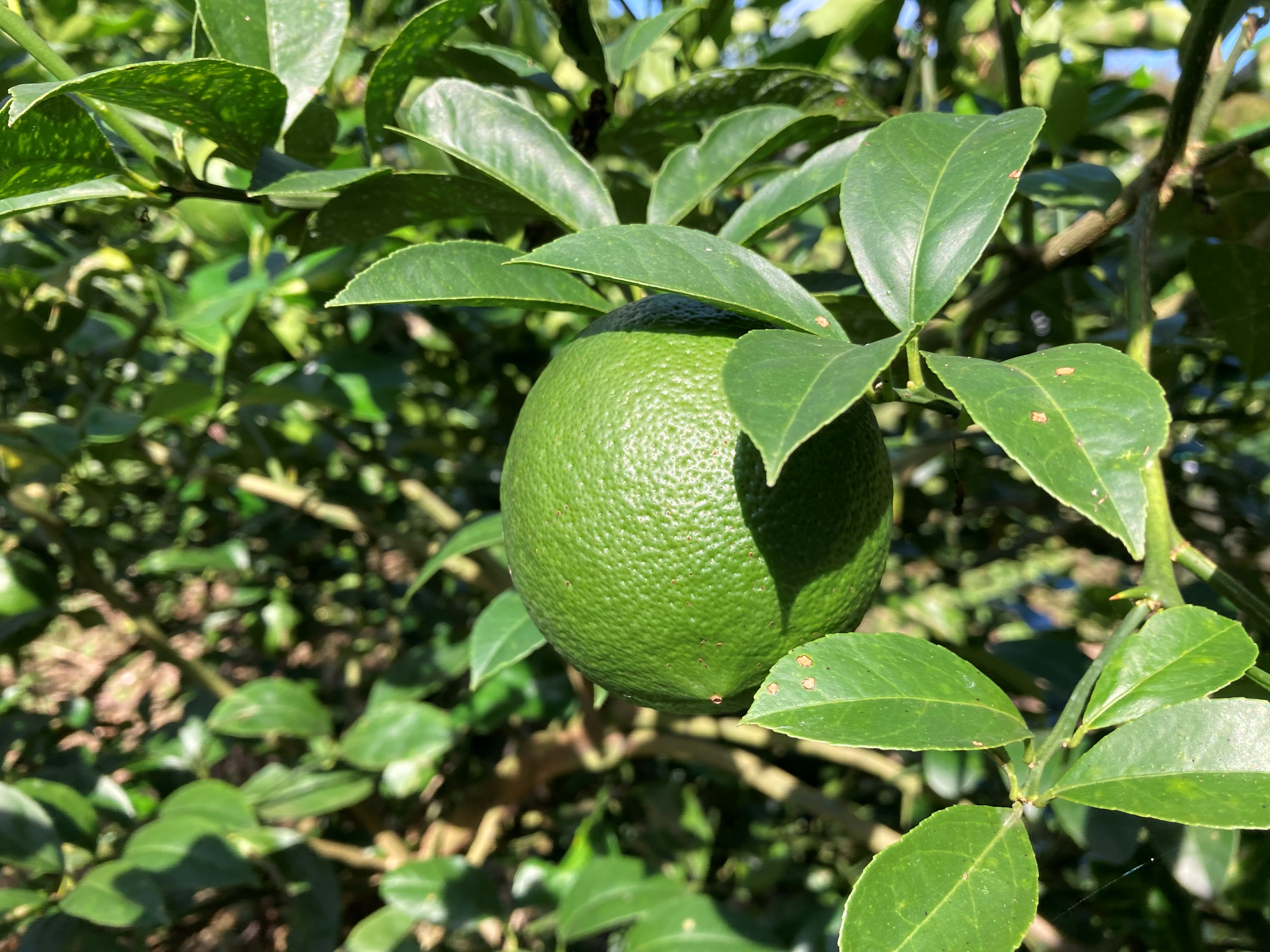 爽やかな香りを持つ、ライム