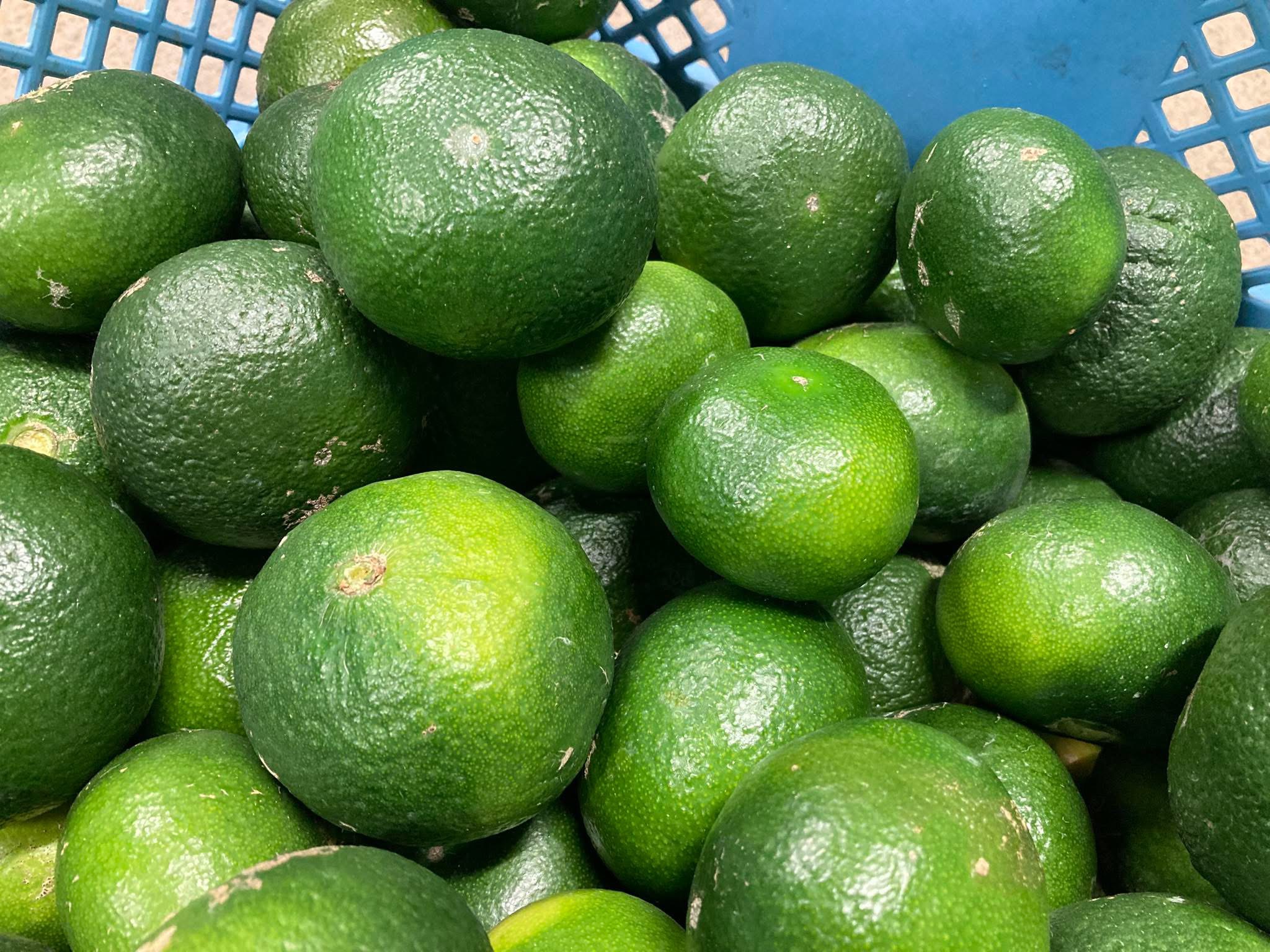 今だけフレッシュ、摘果みかん