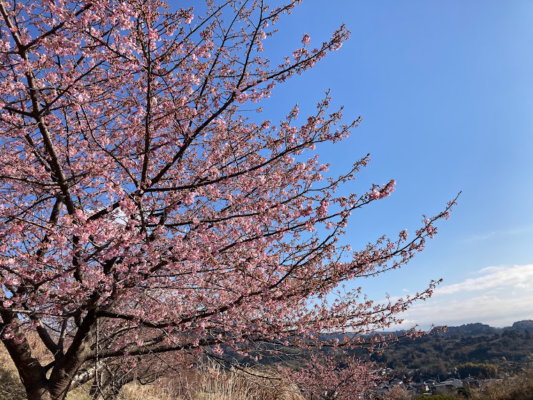 2月23日に由比八千代桜祭り開催予定！
