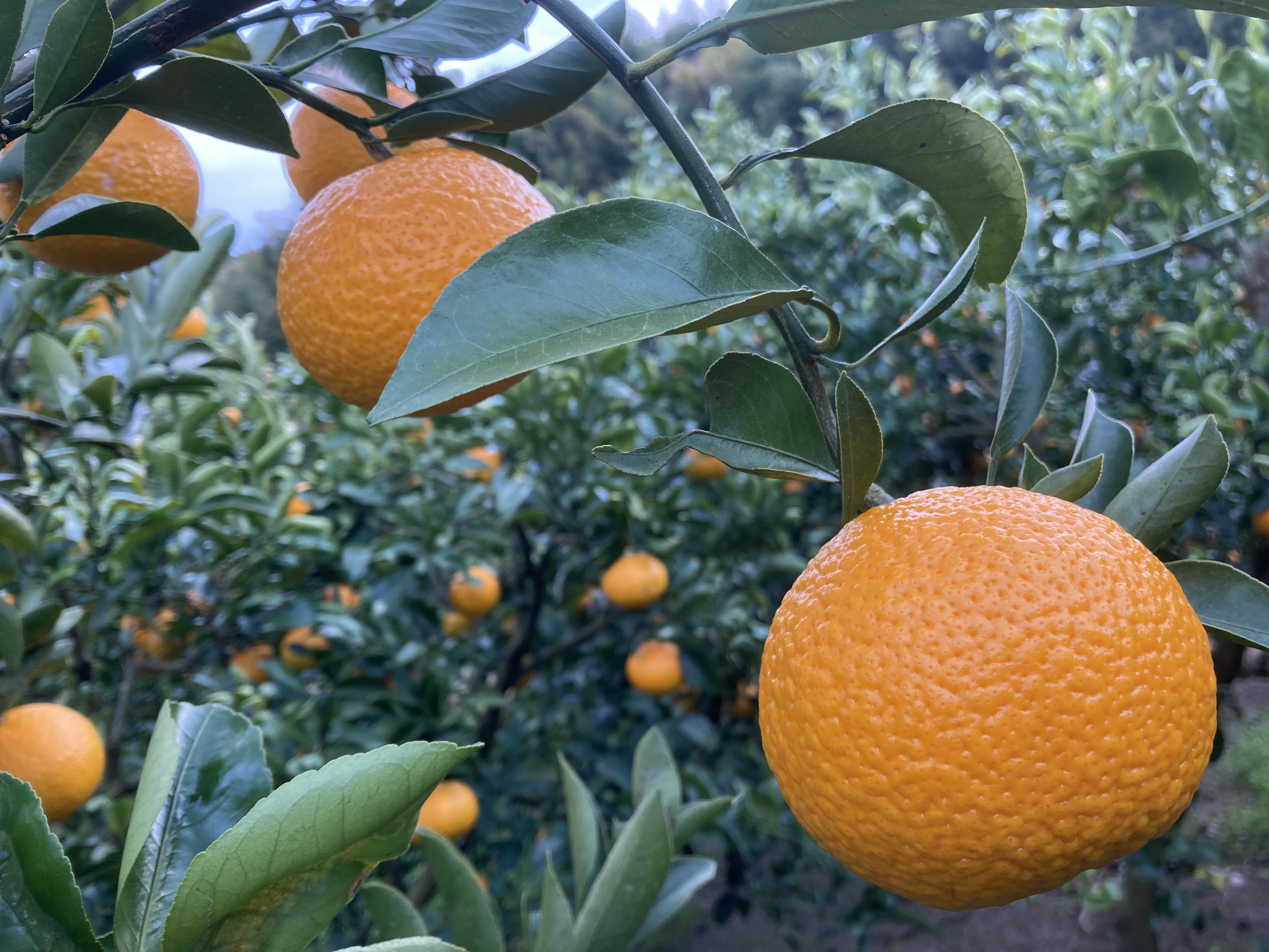 春を感じる柑橘