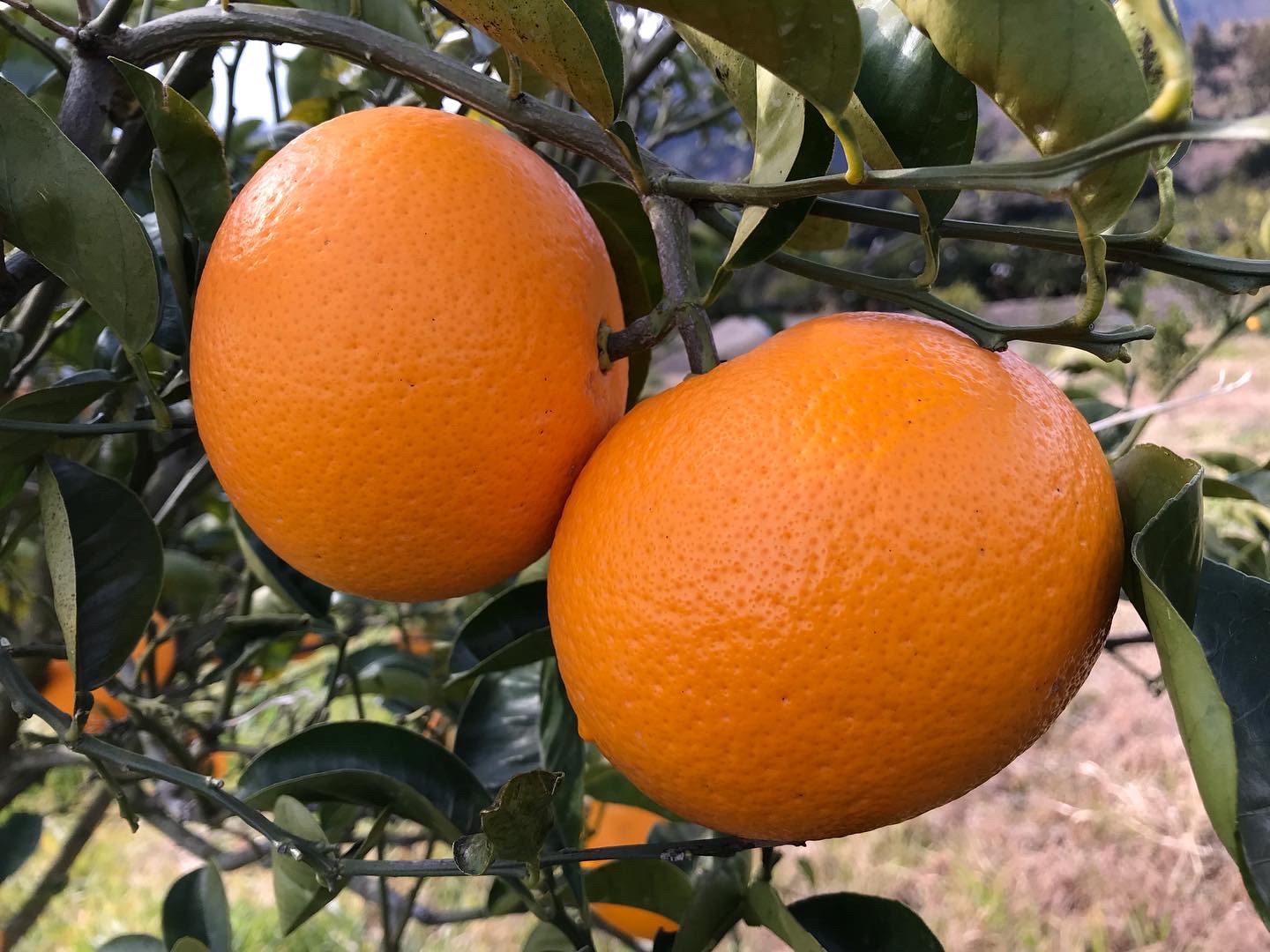 暖かく感じられる、紅八朔