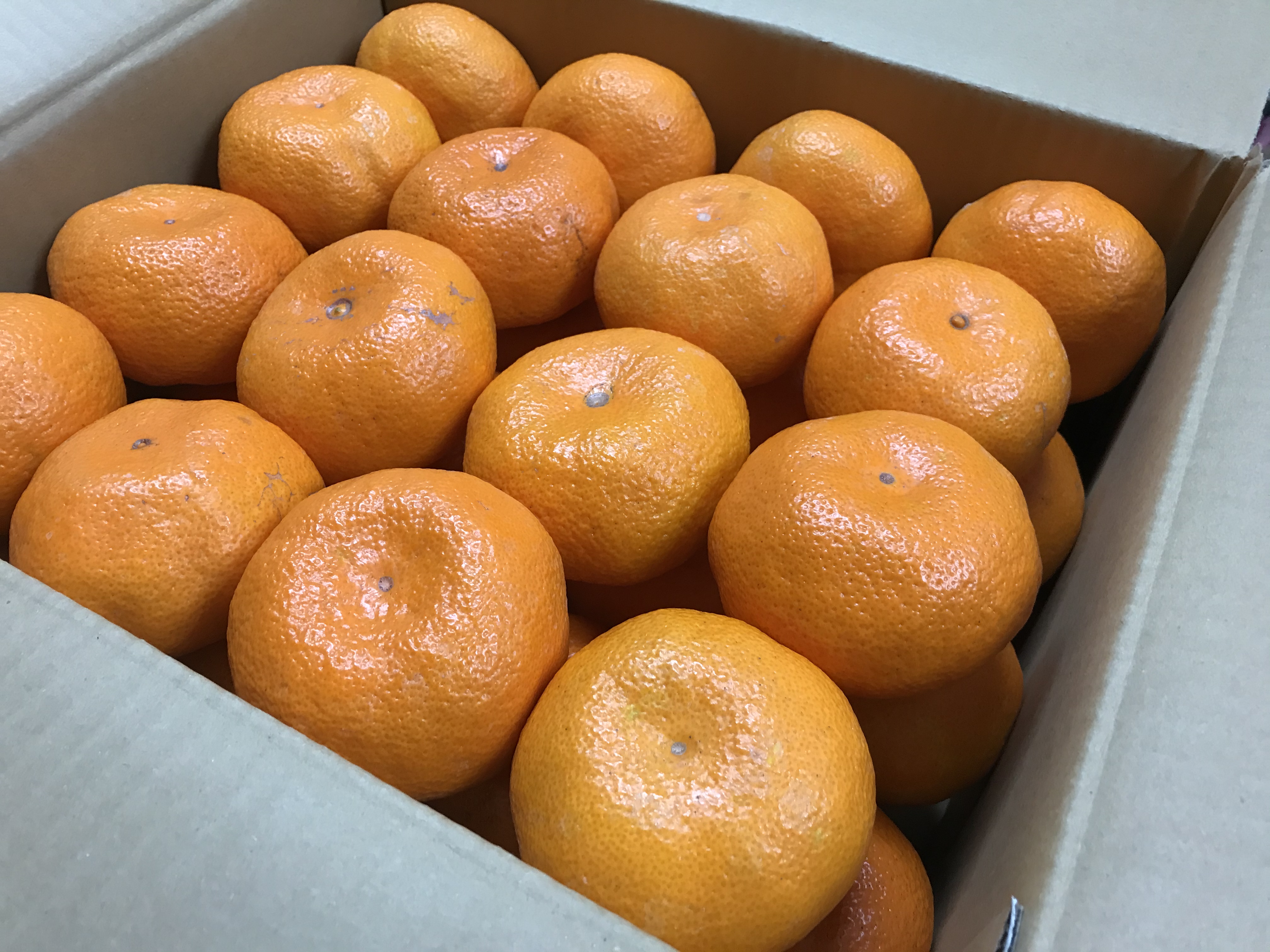 青島みかんの大玉販売開始