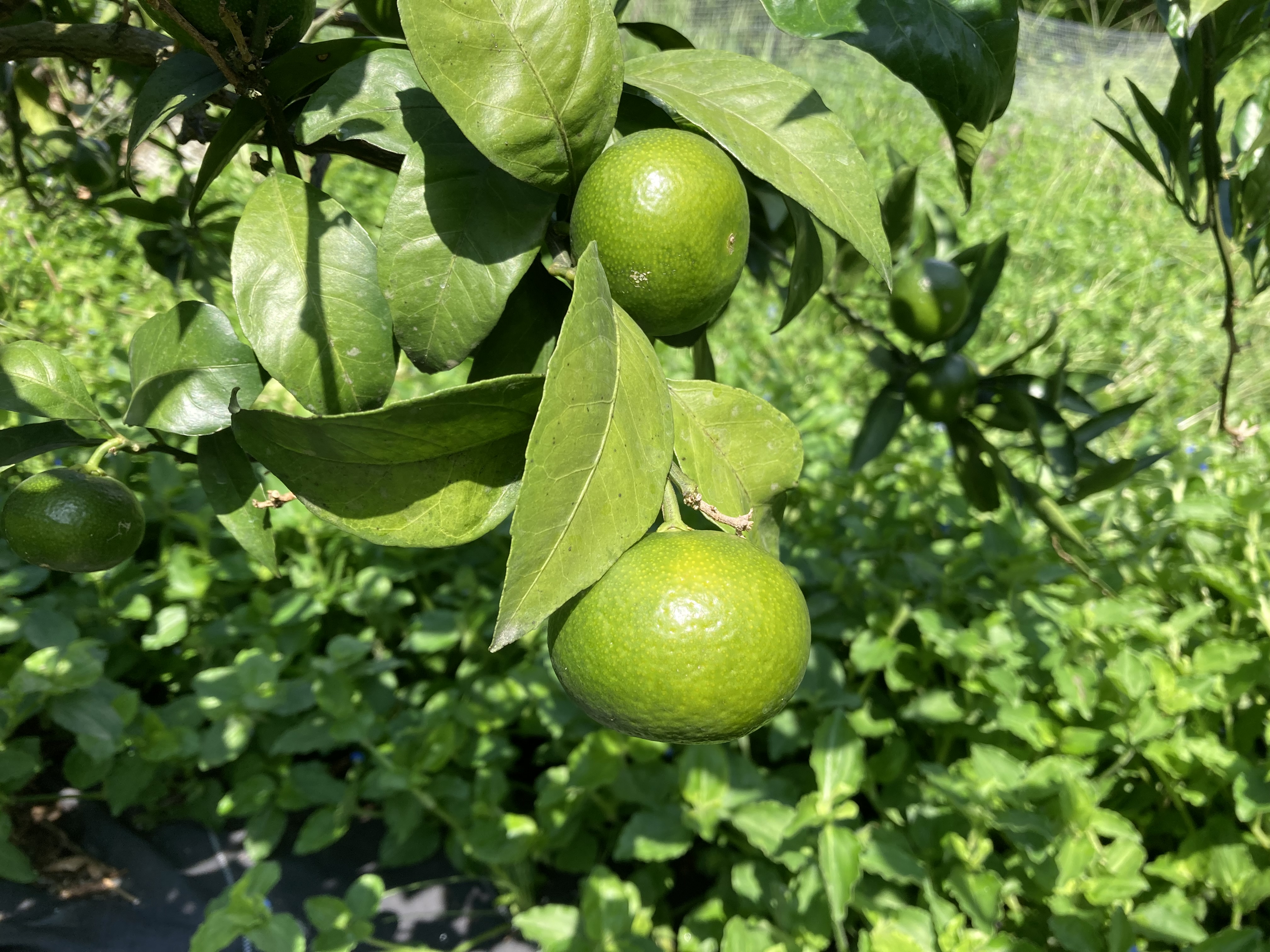 収穫まで後少し！極早生みかん