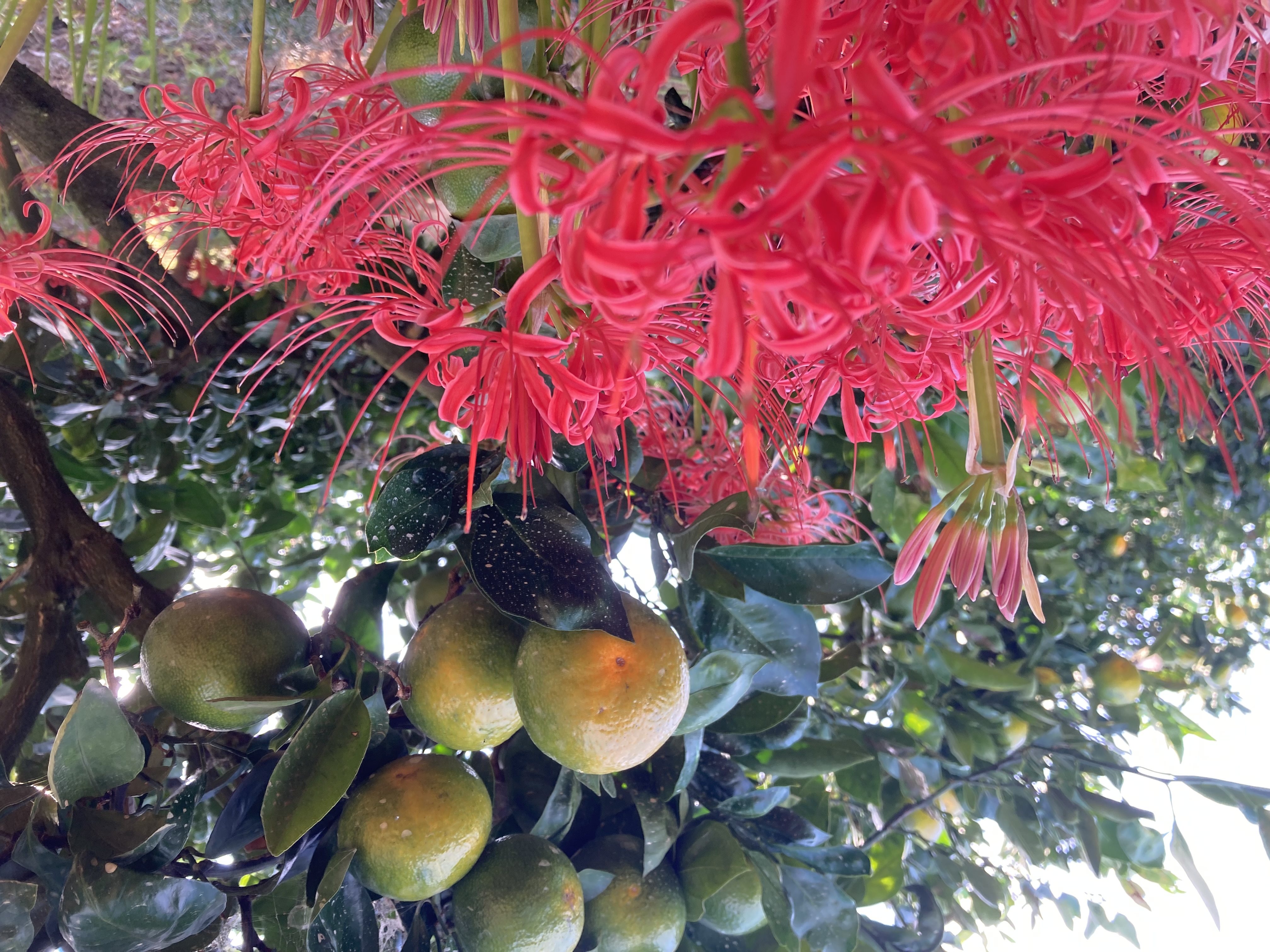 濃厚なゆら早生みかん、はじまりました