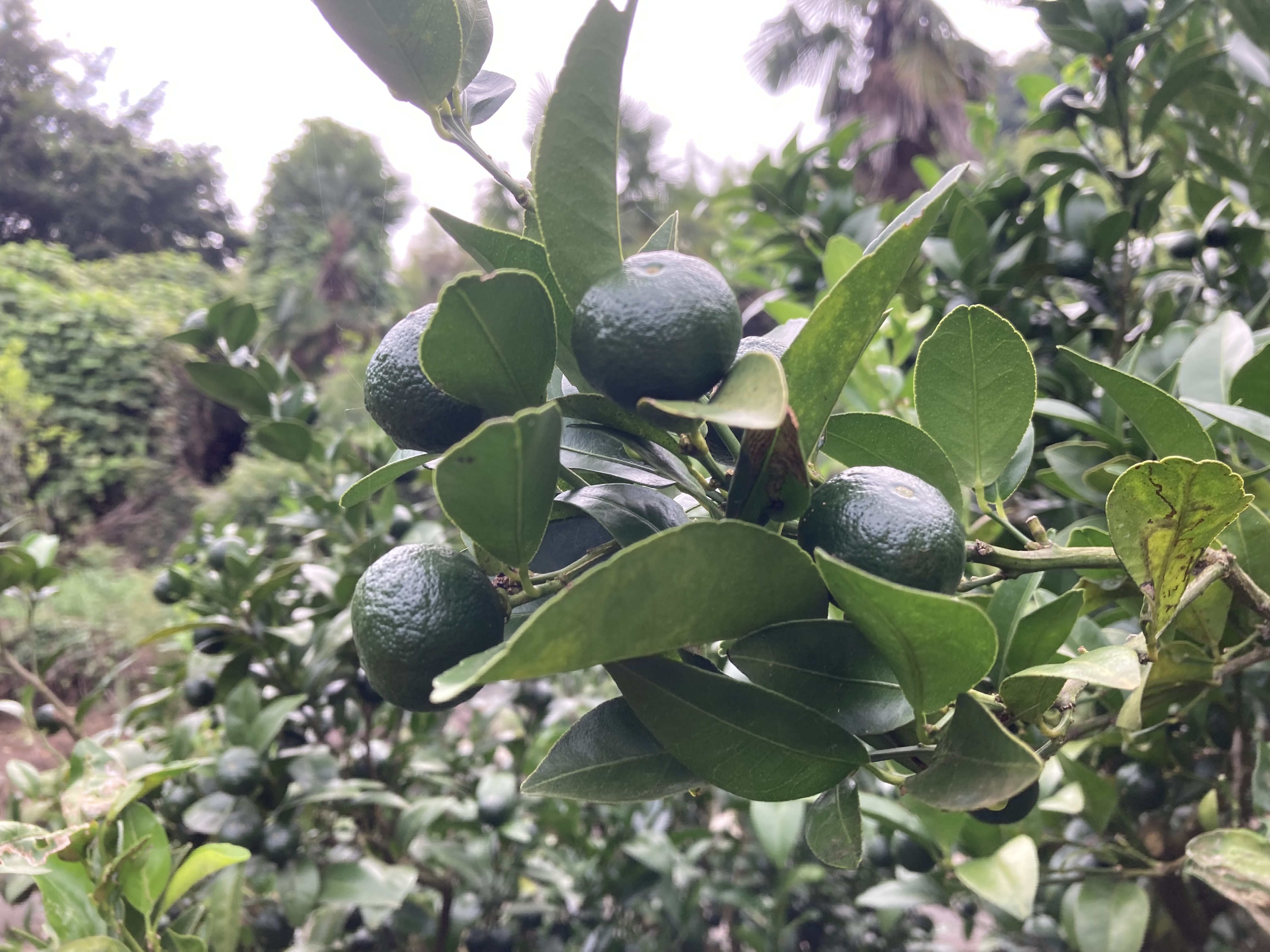 効果を期待?シークワーサー