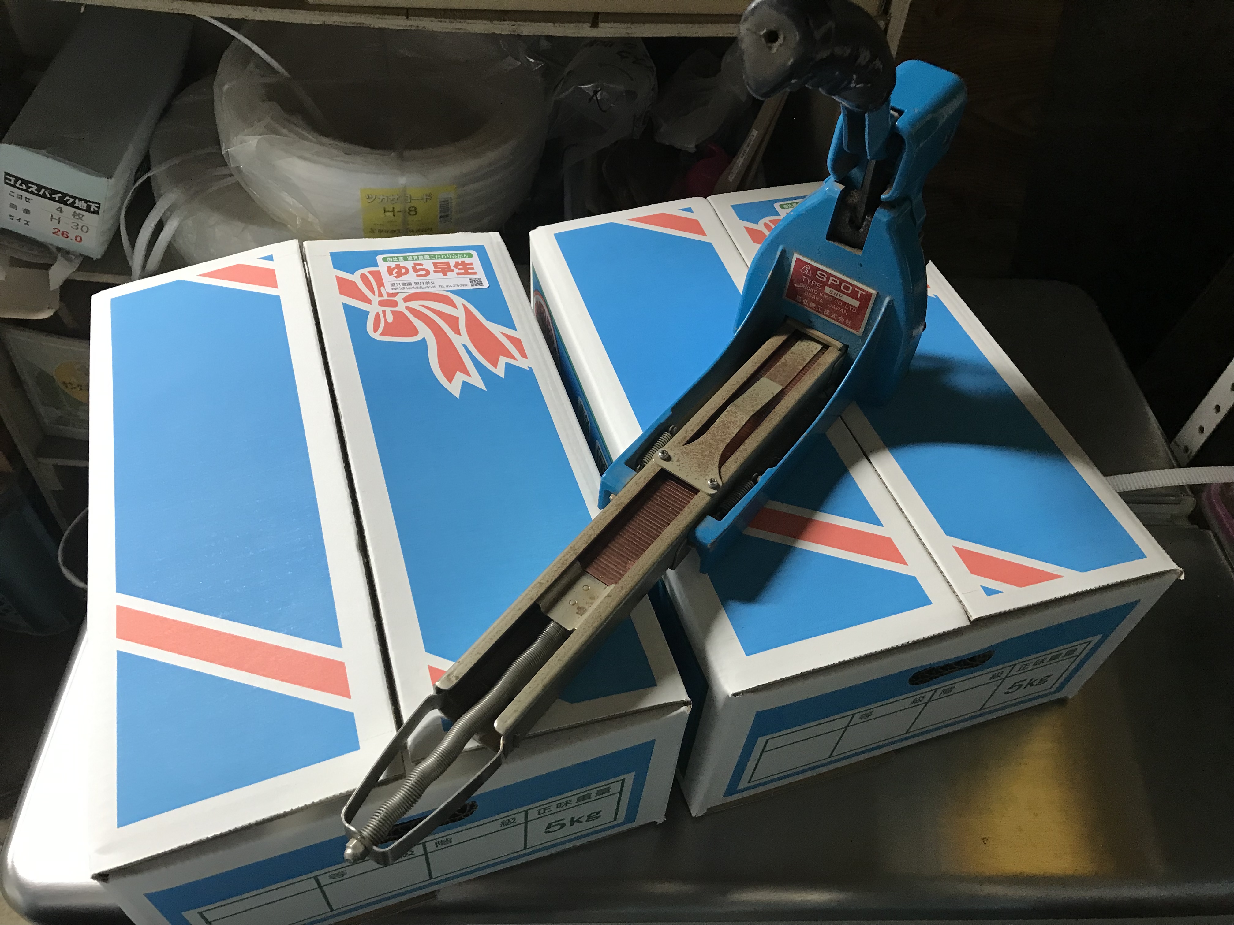 ゆら早生みかんの荷造り中