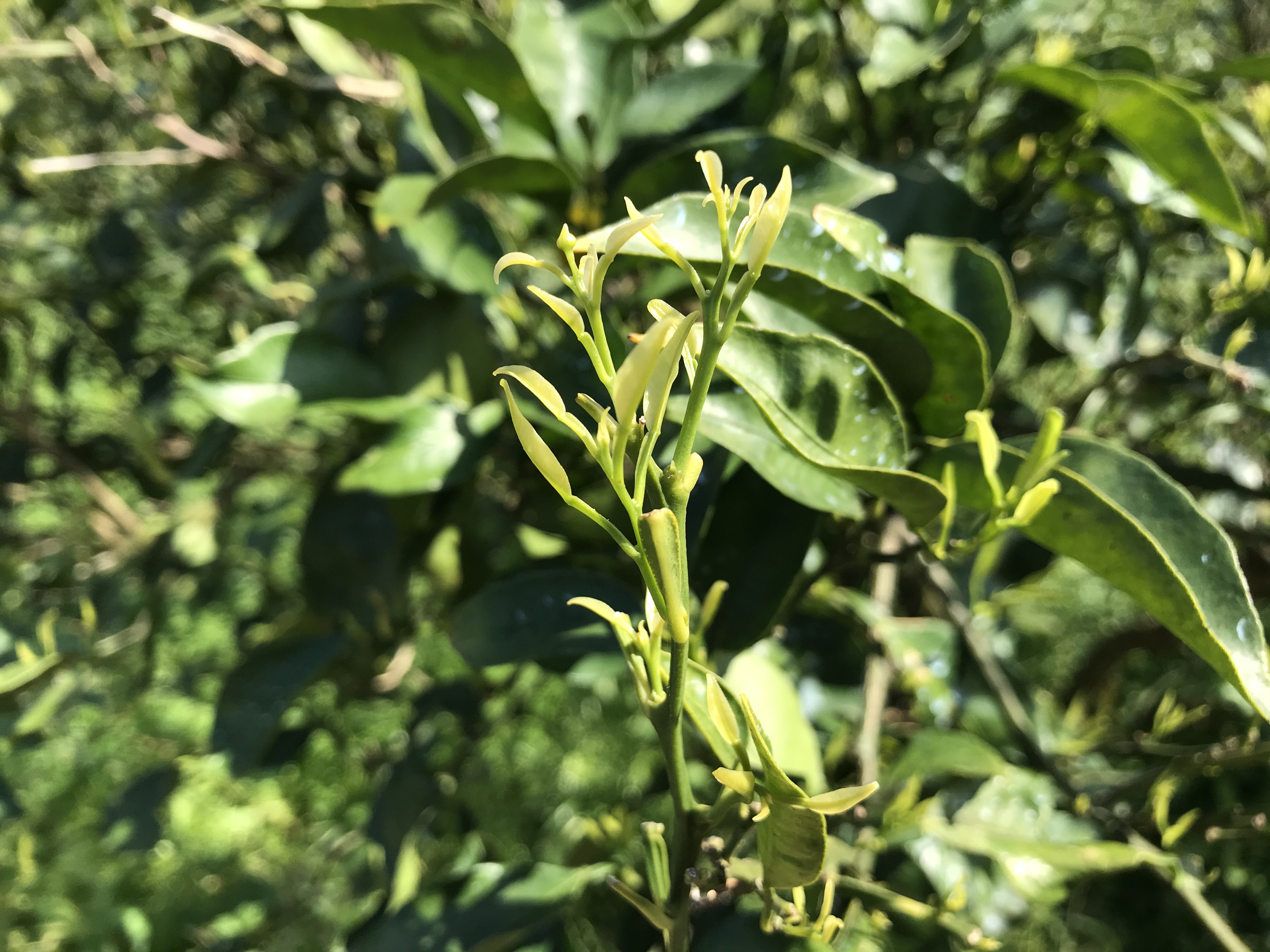 芽が出た