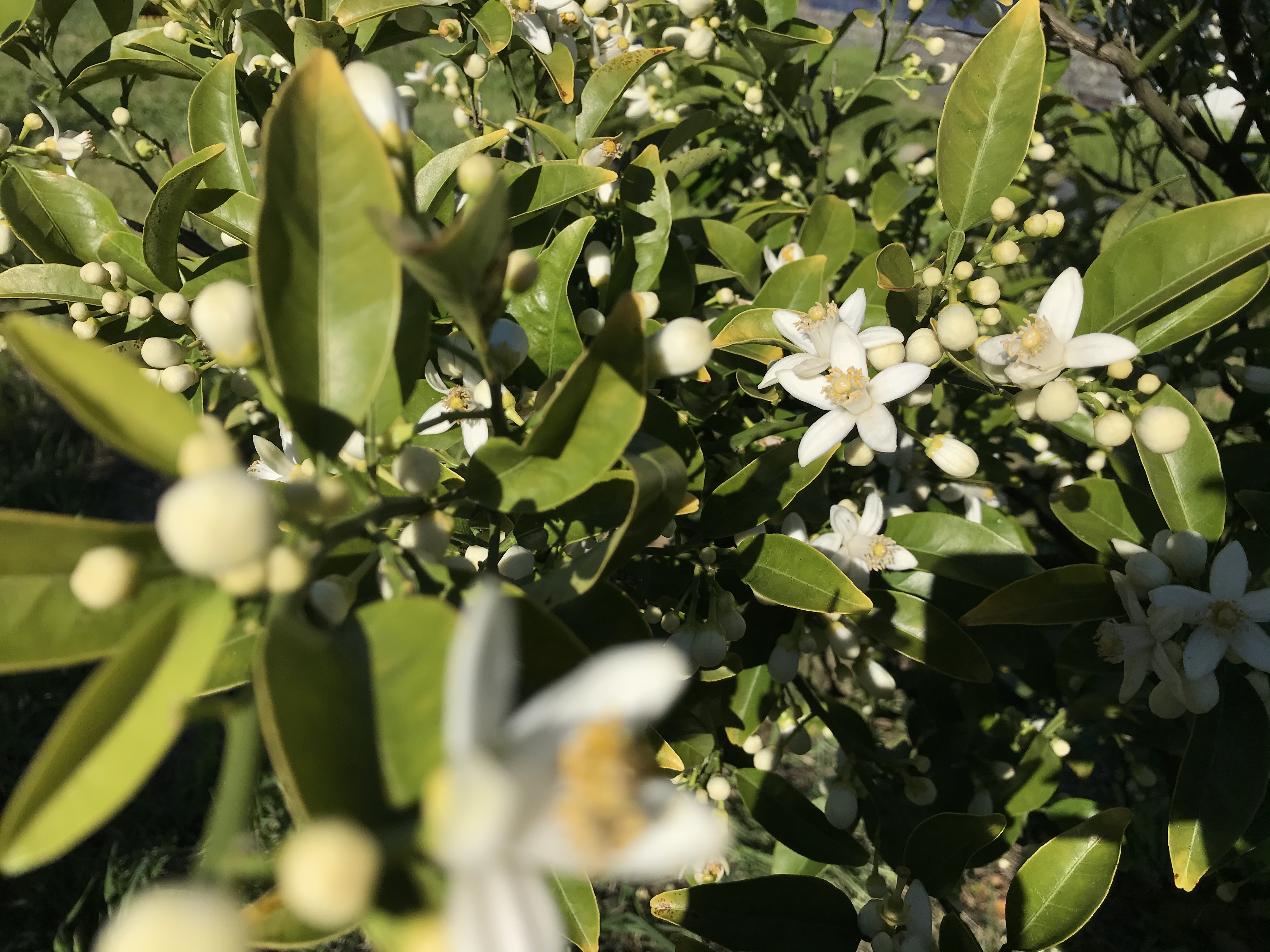 みかんの花々