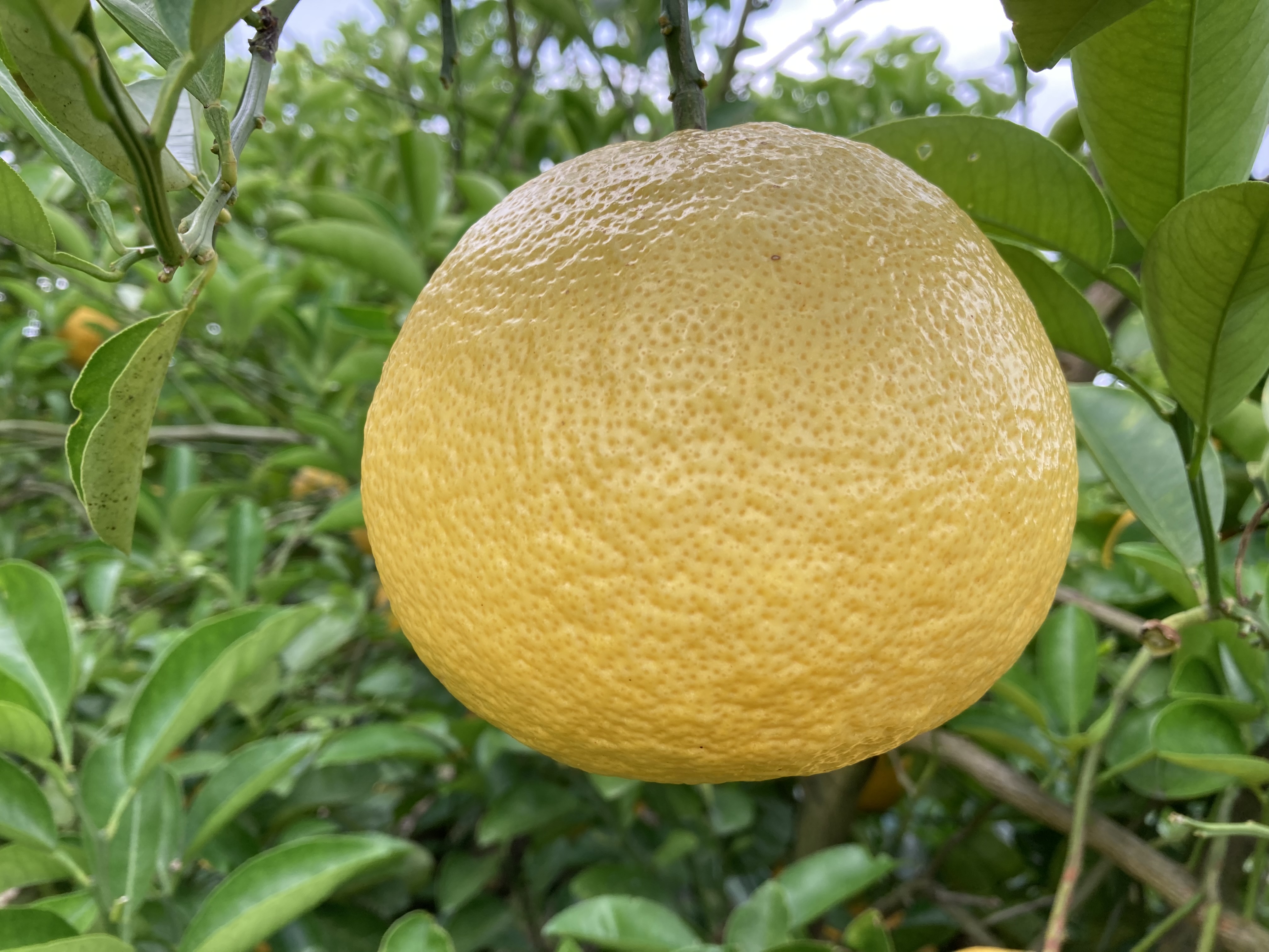 プチプチ食感、イエローポメロ