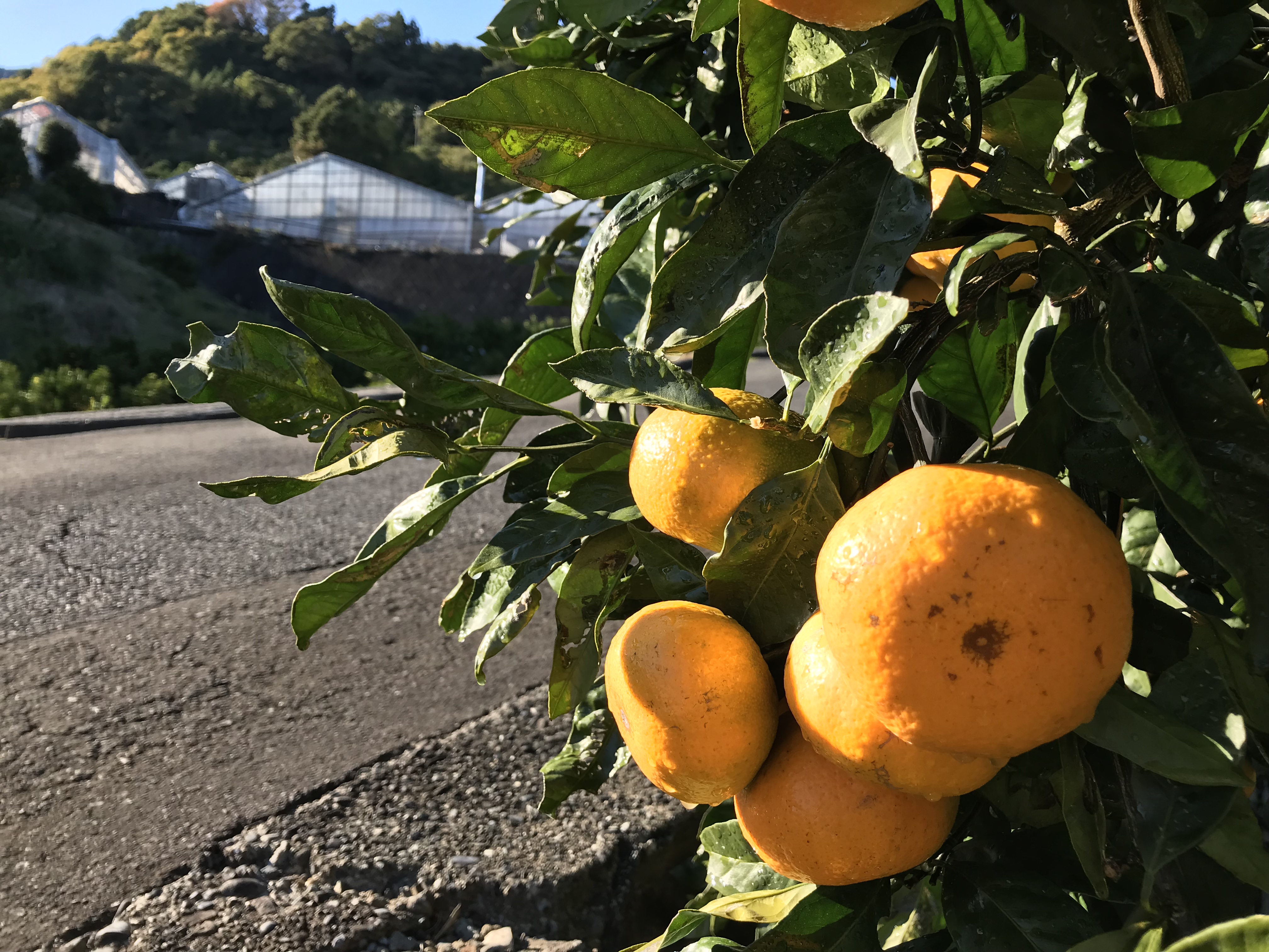 青島みかん、予約受付中