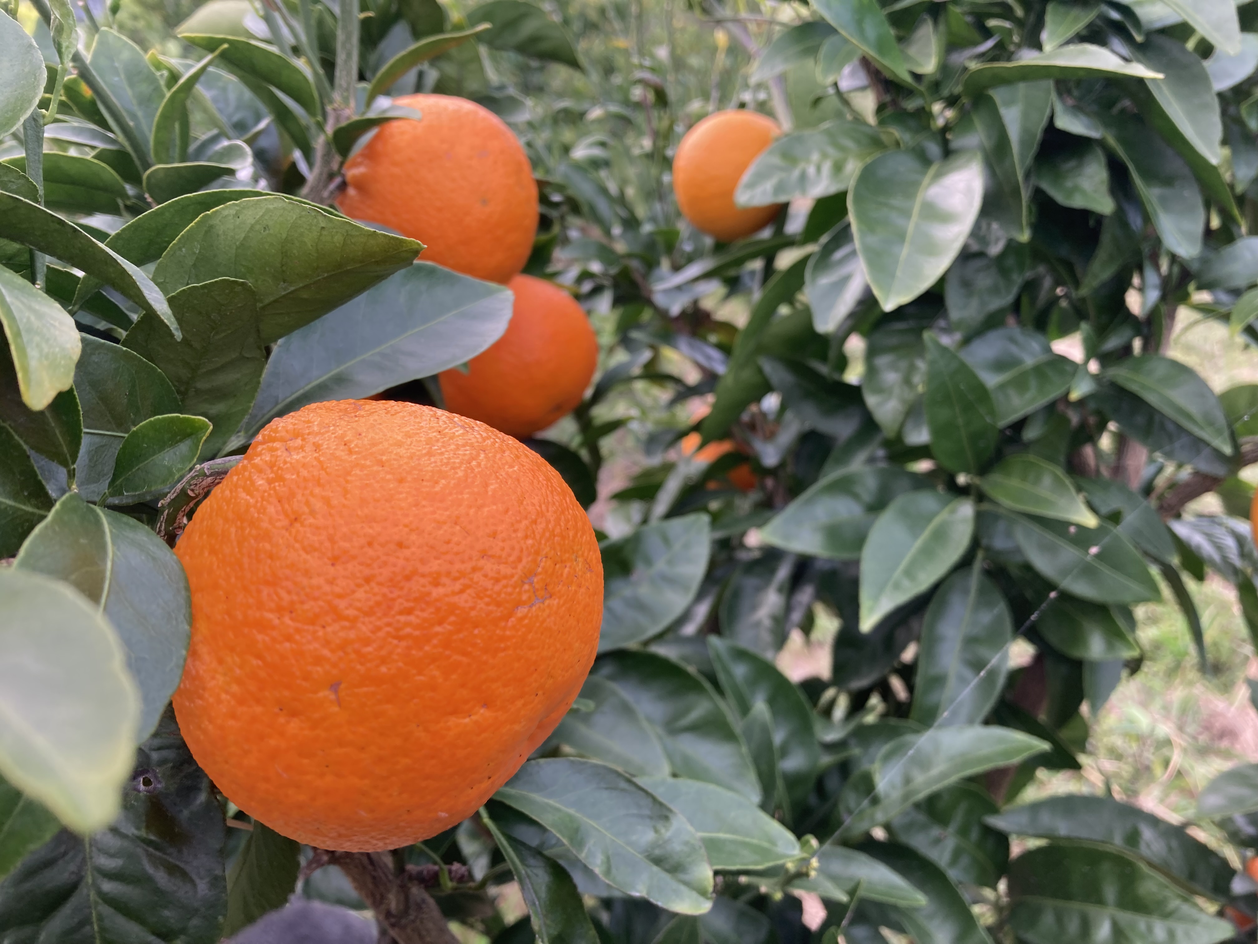 この時期珍しい柑橘、秋あかねオレンジゼリー®️