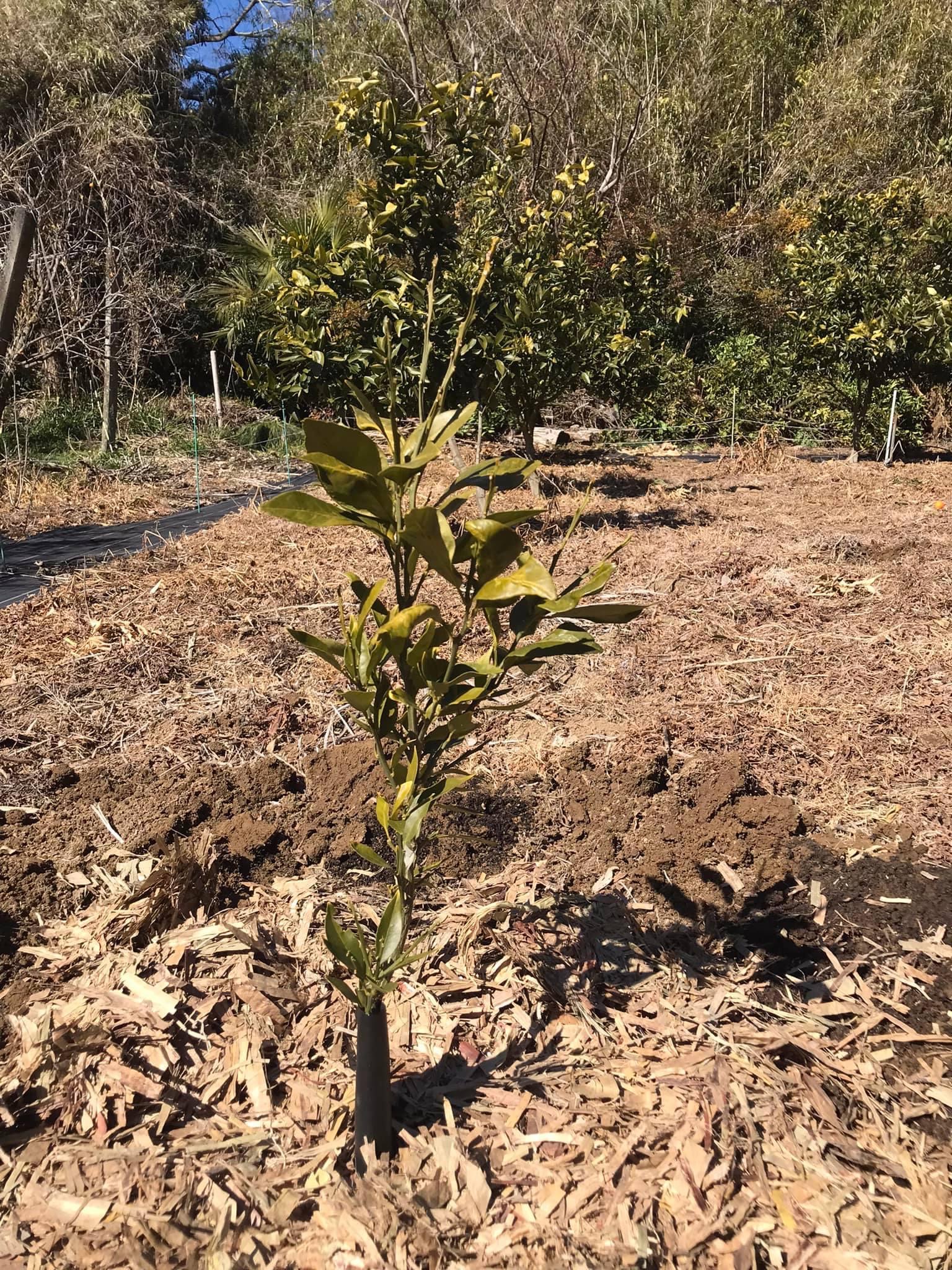 苗が植え付け中
