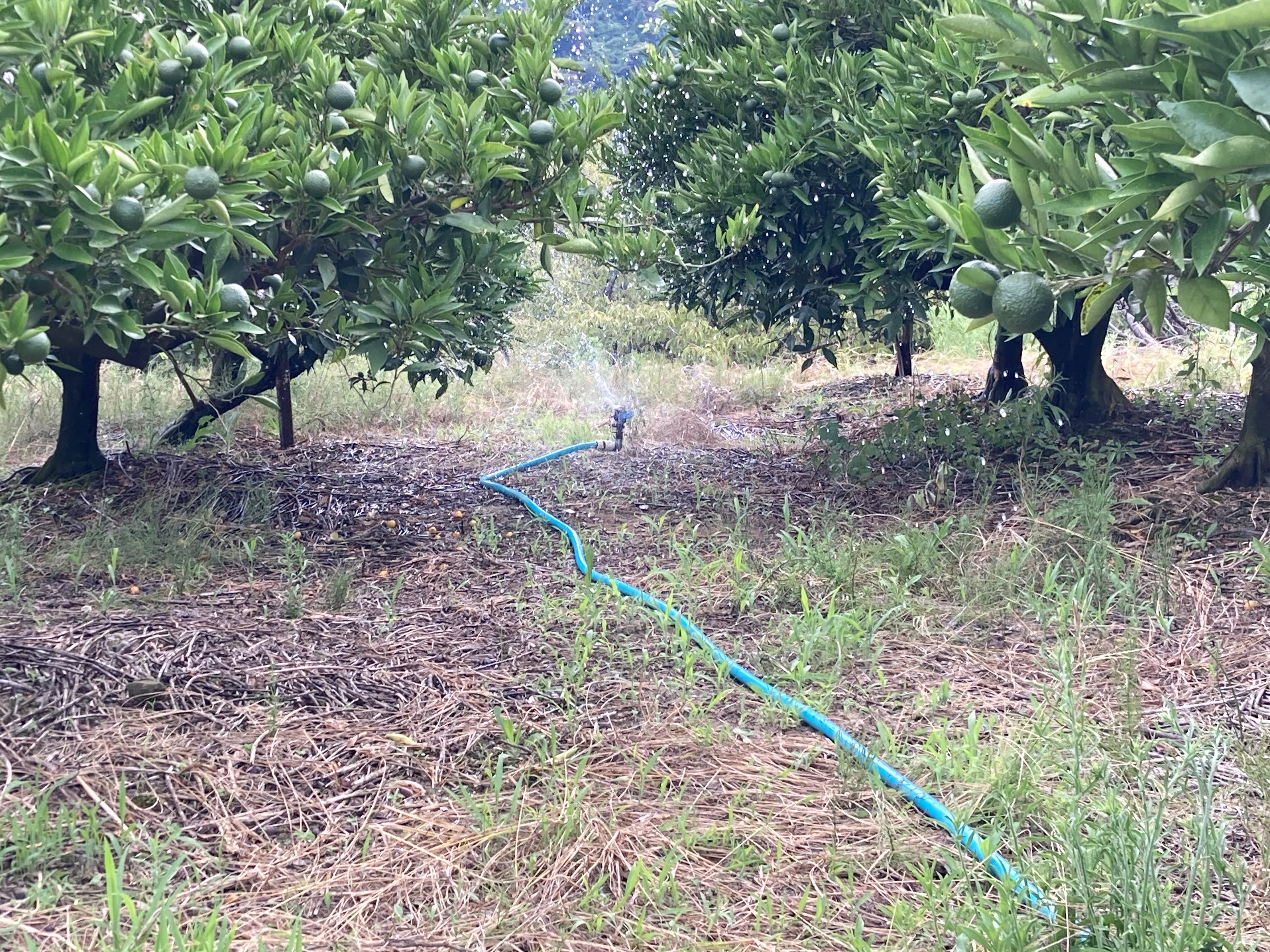 暑すぎて砂埃がまう