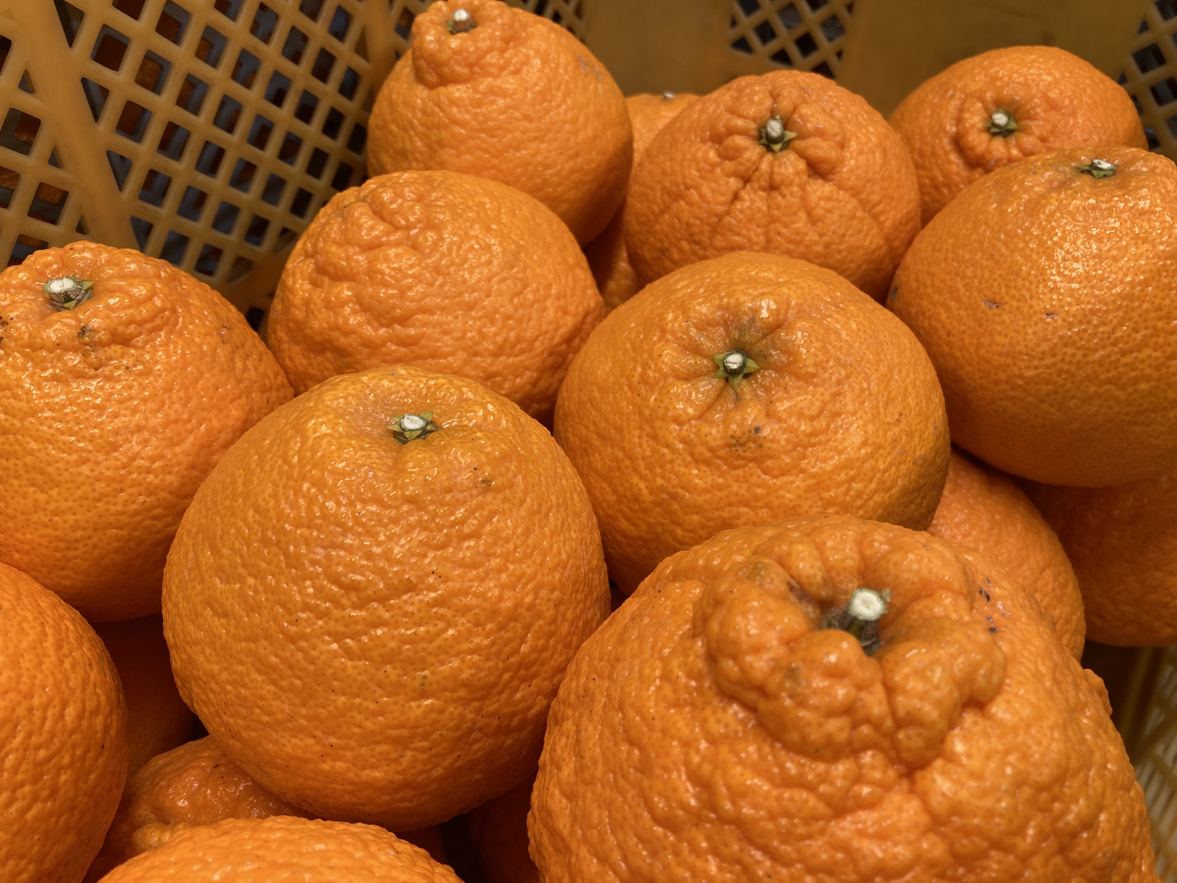 不知火の販売を開始します