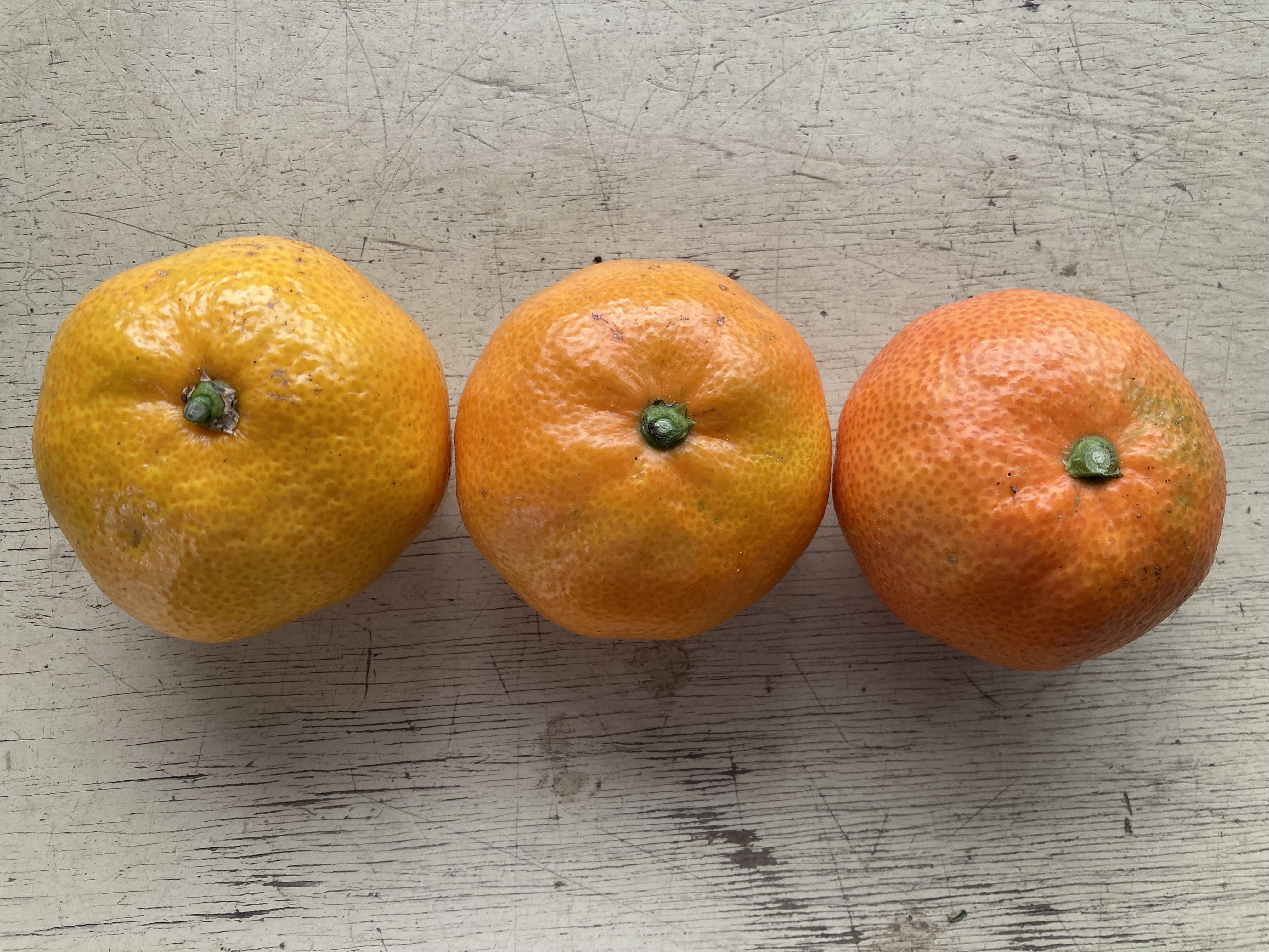 赤さが目を引く紅早生みかん