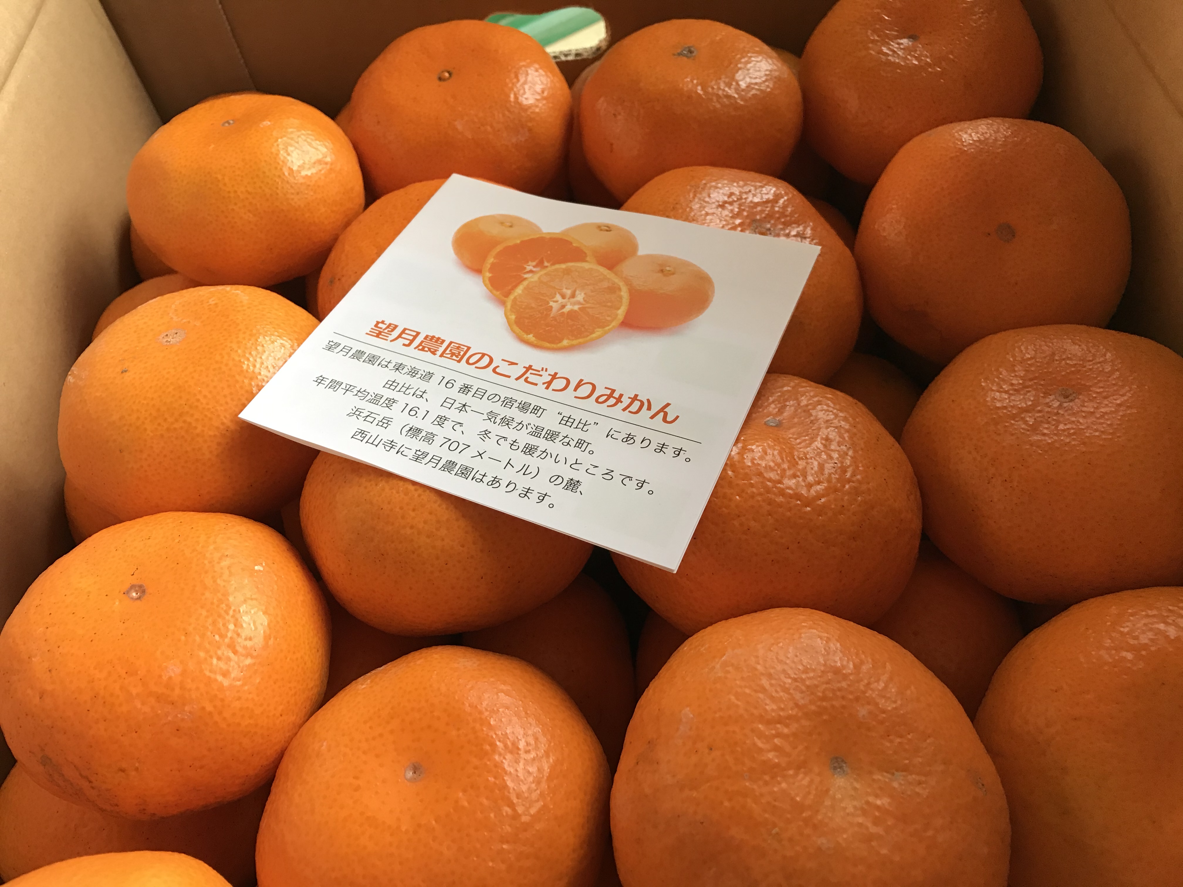 青島みかん販売開始